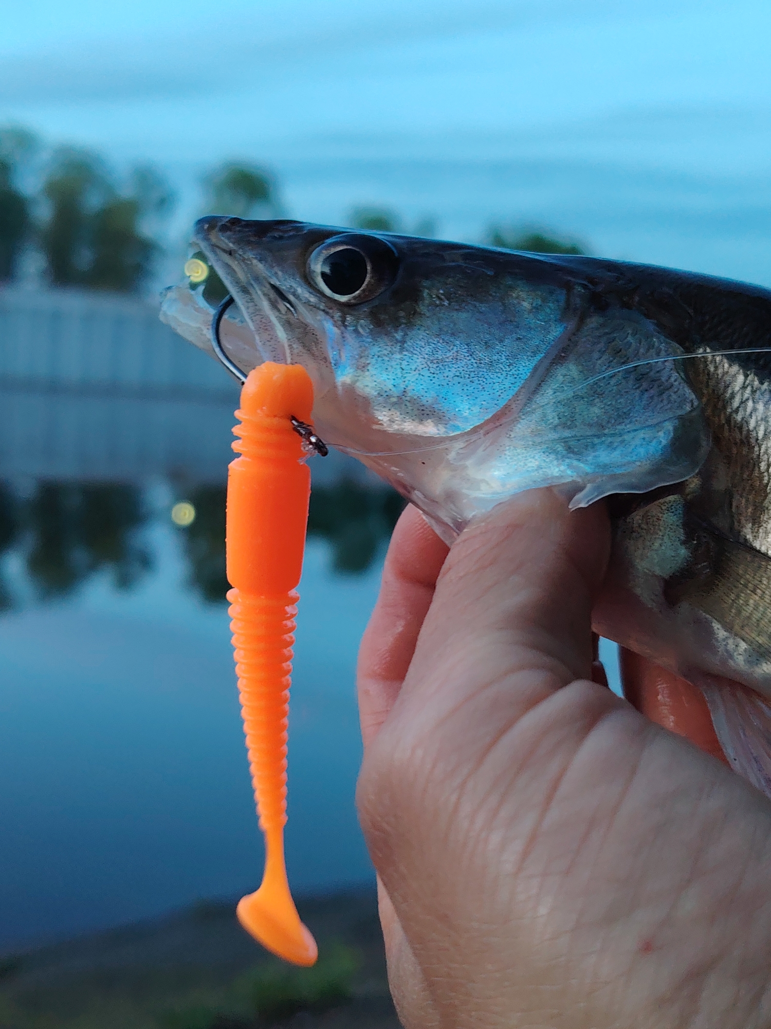 A person is holding a fish in their hand. The fish has an orange lure with a hook in its mouth. The location appears to be near a body of water with trees in the background, possibly in the city of Chaikovsky, Russia.