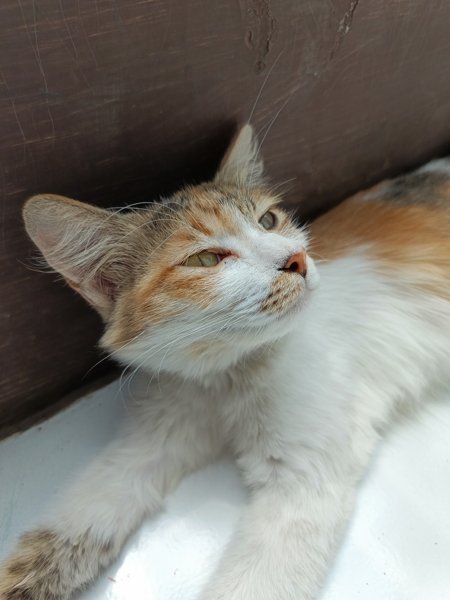 A calico cat is lying on a white surface, with its head turned upwards and to the right, looking away from the camera. The cat has patches of white, orange, and brown fur. Its eyes are greenish-yellow. The background consists of a dark brown wooden surface. The image appears to be taken in Margajaya, Indonesia.