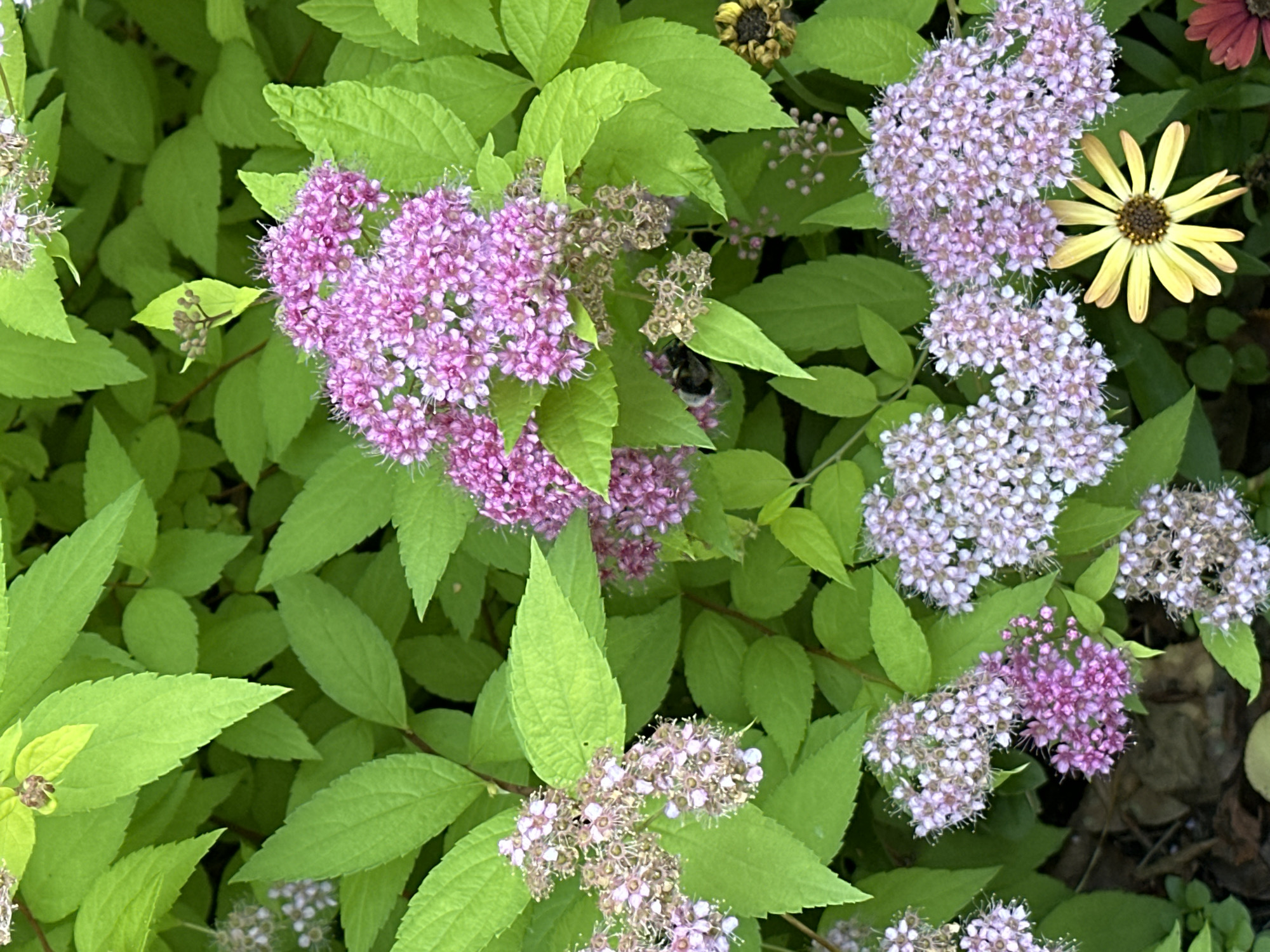 The image is a close-up, top-down view of a flowering shrub with bright green leaves and clusters of small, pale pink and purple flowers. A bumblebee is visible on one of the flower clusters. In the background, parts of other flowers, including a yellow daisy with a brown center and a deep pink or burgundy flower, are visible, along with dark soil and foliage. The lighting suggests it is daytime, and the overall scene is one of lush garden growth. The image appears to be taken outdoors. There is no visible text.