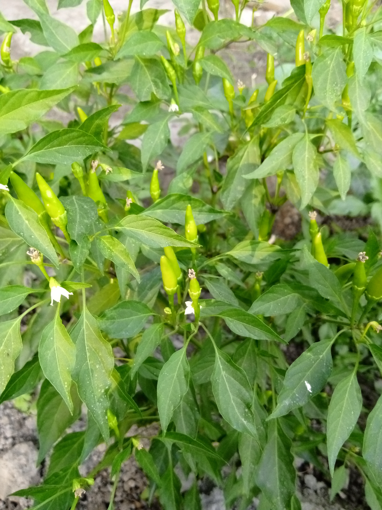 This image shows a close-up view of a green chili pepper plant with several small green chili peppers and white flowers. The plant is lush with vibrant green leaves. The ground beneath the plant appears to be dry soil. The scene is likely outdoors in a garden or agricultural setting, possibly in Buyrak, Uzbekistan, given the context. There are no people visible in the image.