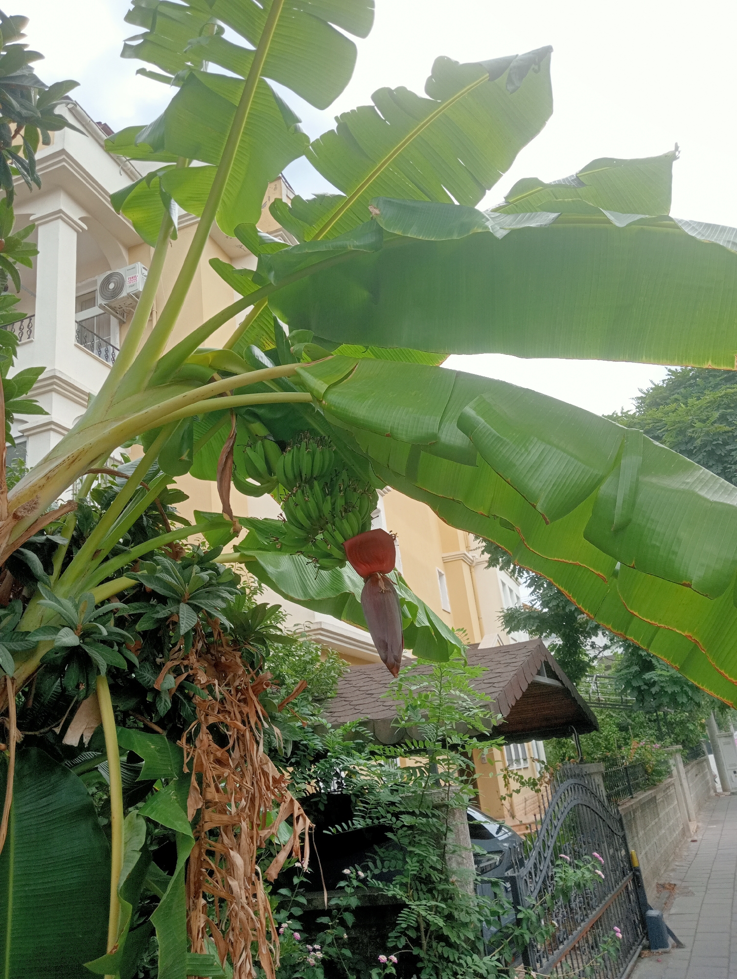 A close-up, low-angle shot captures a banana tree with a developing bunch of green bananas and a red banana blossom, set against the backdrop of a light-colored building with an air conditioning unit. The foreground is dominated by the large, vibrant green leaves of the banana tree, some showing brown edges. To the right, a black wrought-iron gate is visible, bordering a sidewalk and a low concrete wall, beyond which are more trees and foliage. The scene is illuminated by overcast daylight. Based on the architectural style and presence of the banana tree, this image was likely taken in a residential area of Fethiye, Turkey, possibly during the warmer months.