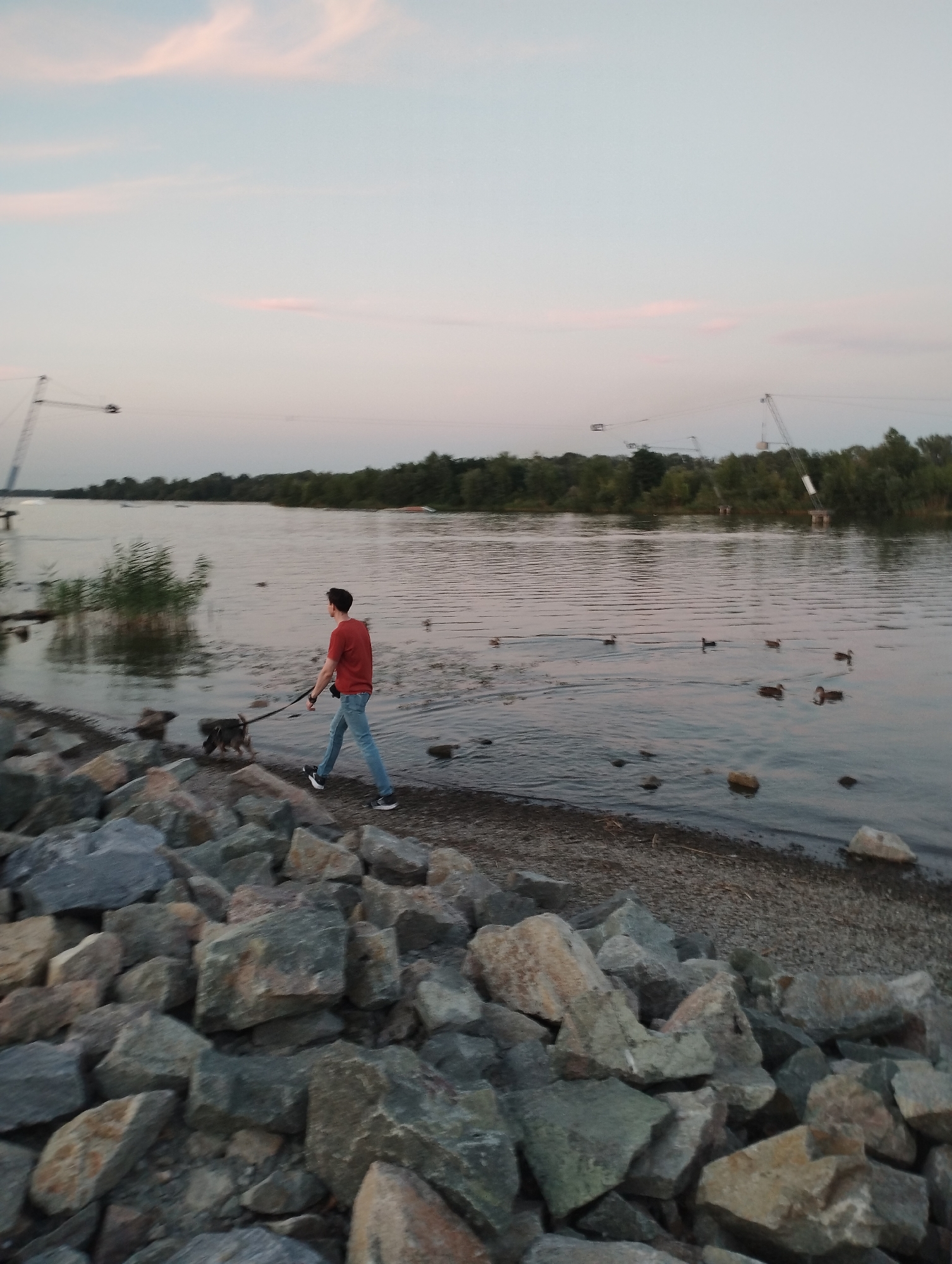 An outdoor, full shot shows a person walking their dog along the rocky shore of a wide river at dusk. The person, a young male with short dark hair, wears a red t-shirt and blue jeans, and walks a medium-sized, gray and brown dog on a black leash. The river is calm, with a few ducks swimming in the distance. In the background, trees line the opposite bank of the river, and large structures that appear to be wakeboarding towers are visible. The sky is a pale blue with a few wisps of pink clouds. The foreground is dominated by a jumble of large, gray and tan rocks.