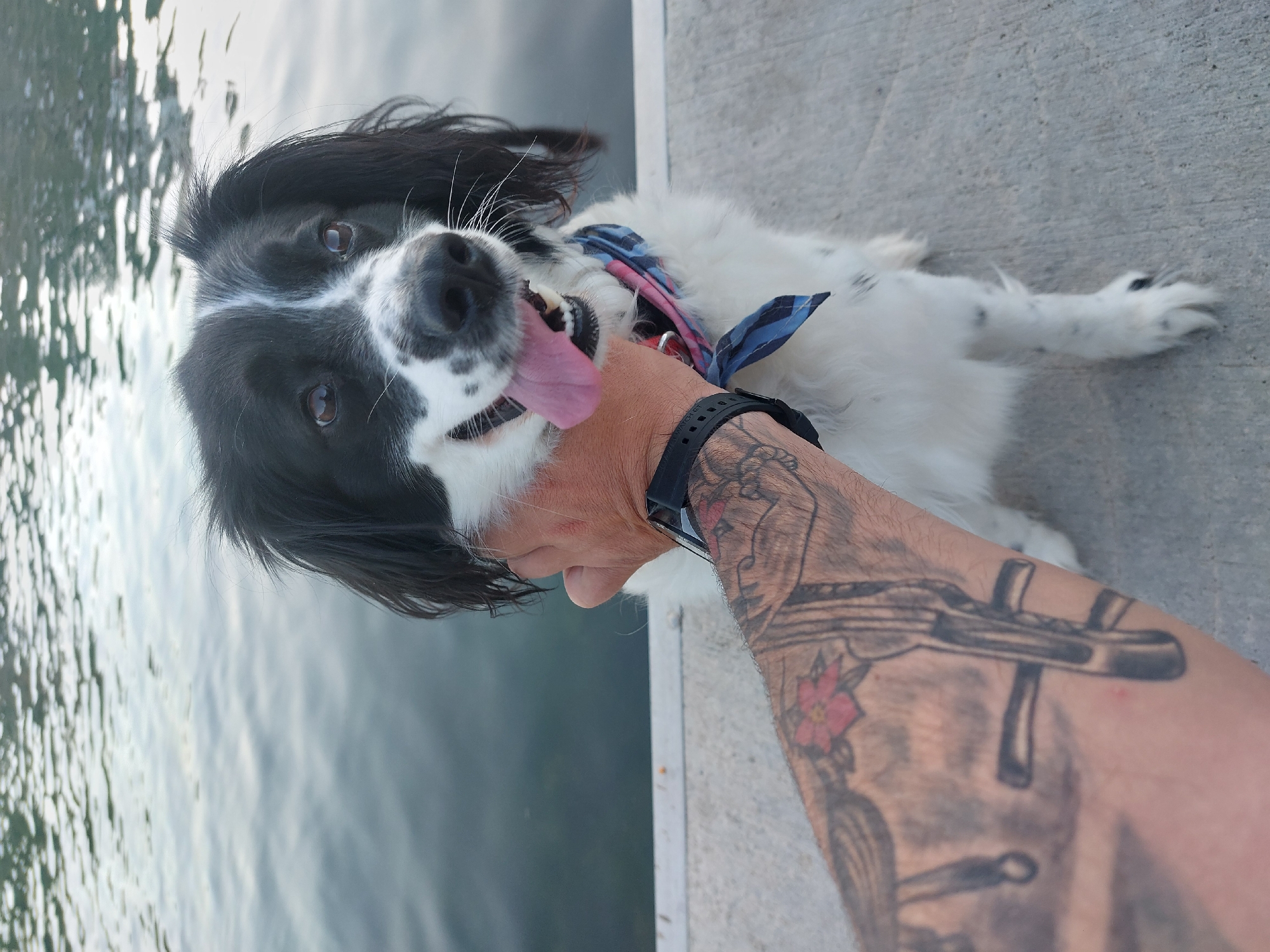 A black and white spaniel with its tongue sticking out is being petted by a tattooed arm wearing a black watch. The dog is wearing a blue and red bandana. The location appears to be near a body of water next to a concrete surface. The specific location in Tsarevo, Bulgaria cannot be determined.