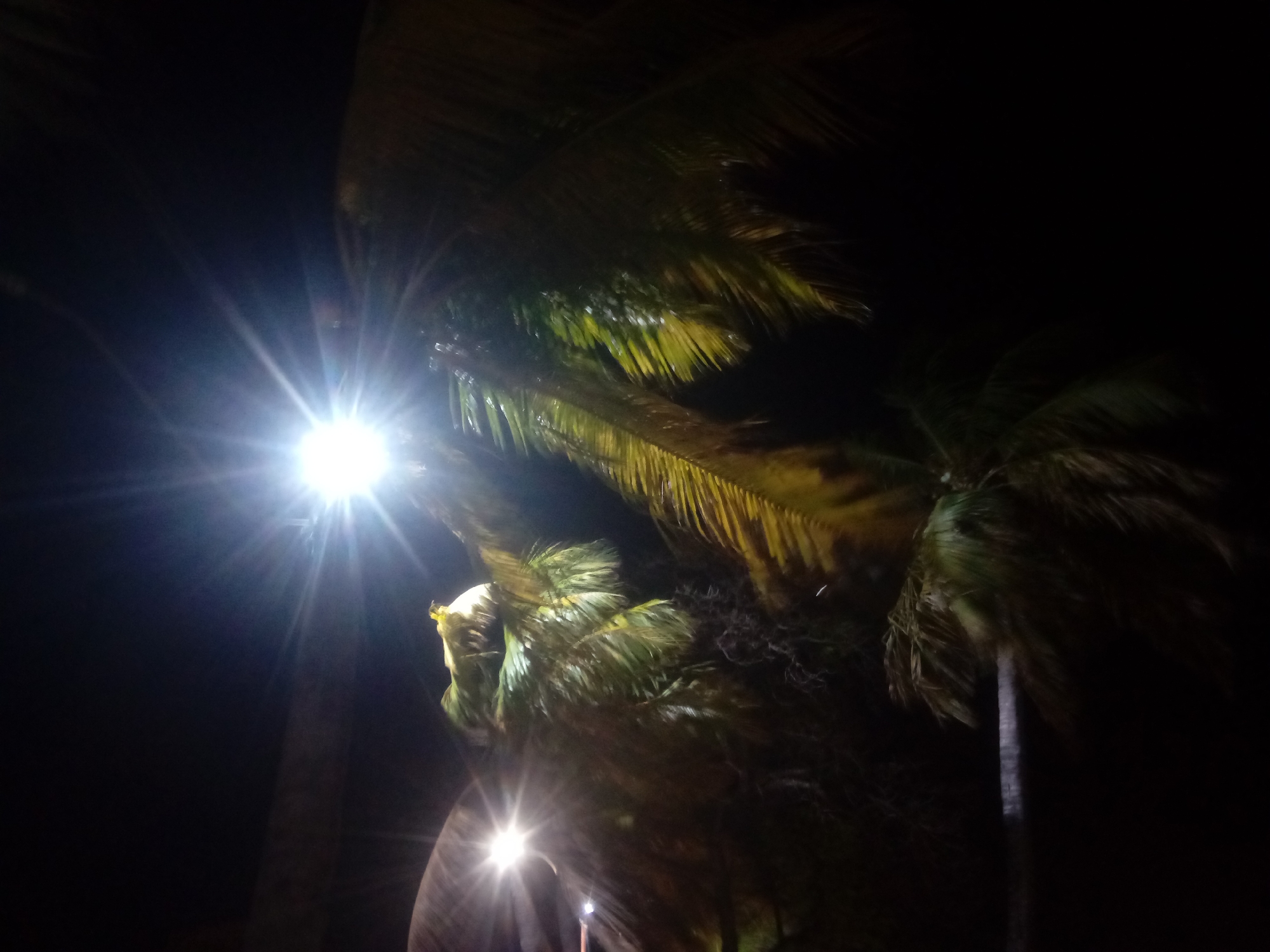 The image depicts a night scene in Juan Griego, Venezuela, featuring palm trees illuminated by streetlights. One particularly bright light source dominates the left side of the image, creating a strong lens flare effect. Two distinct palm trees are visible against the dark background. The leaves of the trees are discernible, though their details are obscured by the darkness and lighting conditions. The overall atmosphere suggests a tropical or coastal environment at night.