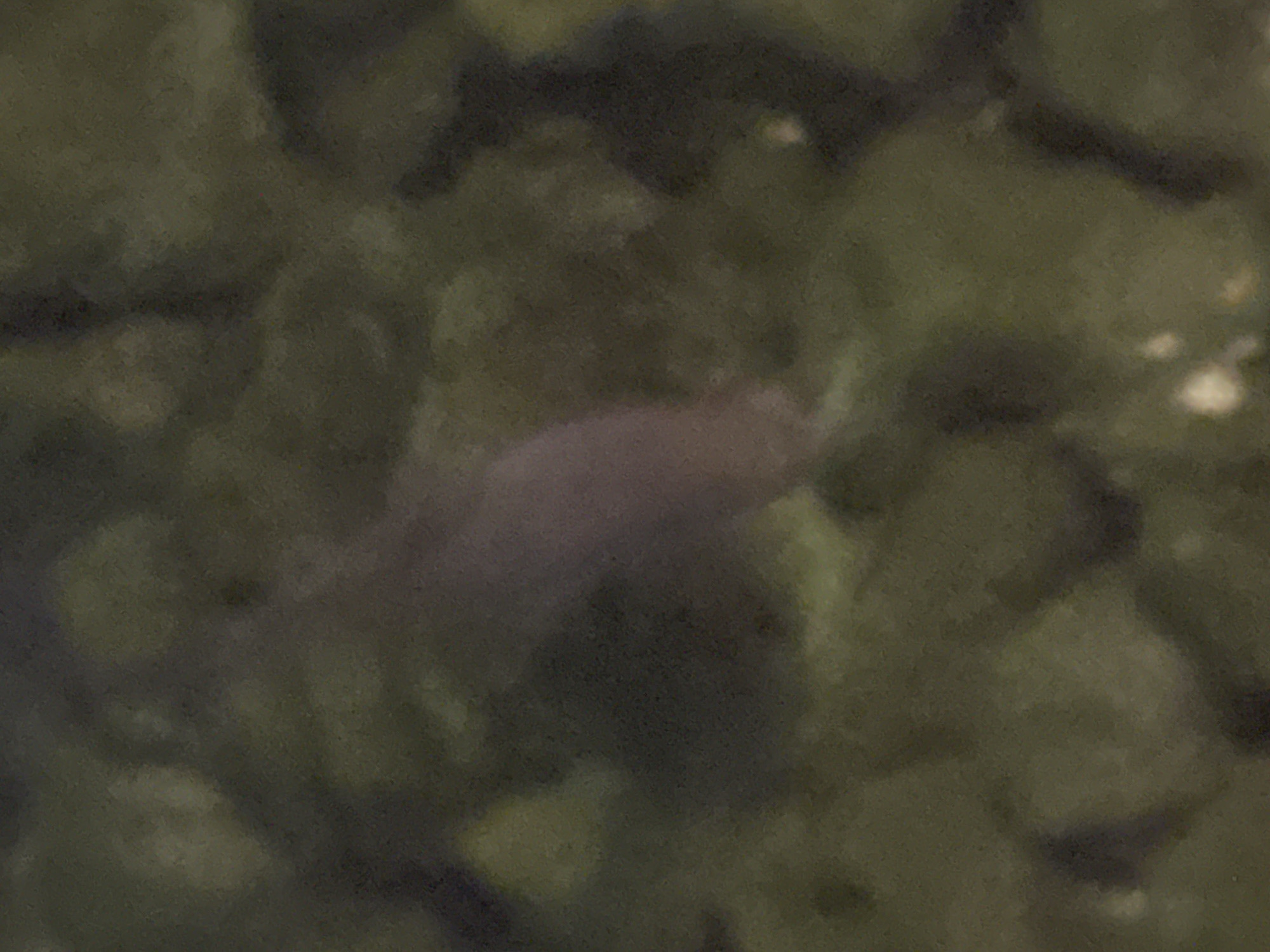 The image depicts an out-of-focus, underwater scene. A single, elongated, purplish-pink subject is visible in the center, appearing to be a shrimp or small fish. It is suspended against a dark green, blurry background that suggests aquatic vegetation or a murky environment. There are no discernible human figures, structures, or geographical features that would allow for the identification of its location within Huntsville, Alabama, or any other specific place. The lighting is dim, consistent with an underwater environment.