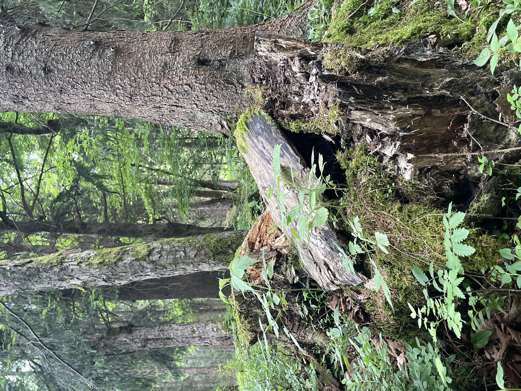 The image depicts a forest scene, possibly in Szklarska Poręba, Poland, focusing on a decaying tree stump in the foreground. The stump is heavily overgrown with moss and surrounded by lush green foliage and smaller plants. A large, weathered piece of wood lies partially on top of the stump, also covered in moss. In the background, several tall trees with textured bark are visible, their branches extending upwards and merging with the dense canopy. The overall impression is one of a natural, untouched woodland environment. There are no people or animals present in the image, and no discernible actions are taking place. The lighting suggests an overcast day, with diffused light filtering through the trees.
