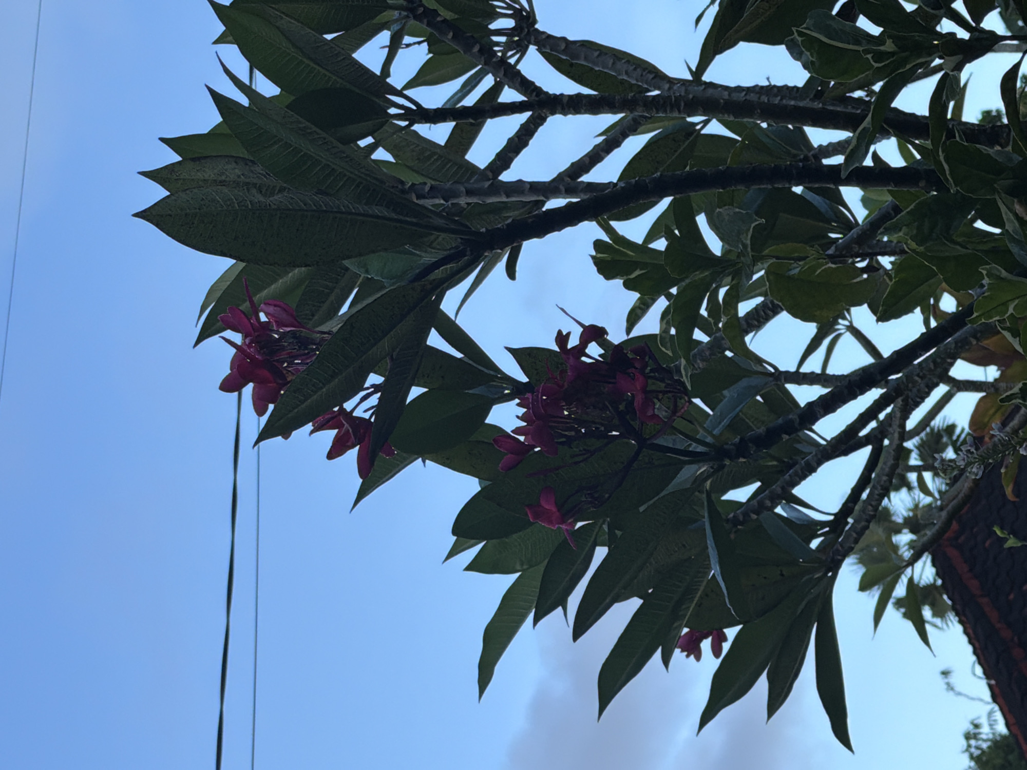 The photograph, taken from a low angle, features a frangipani tree with dark green leaves and clusters of dark pink flowers against a backdrop of a light blue sky in Kutuh, Indonesia. The tree's branches and leaves fill much of the frame. A set of power lines run vertically along the left edge. The bottom right corner shows a portion of a building.