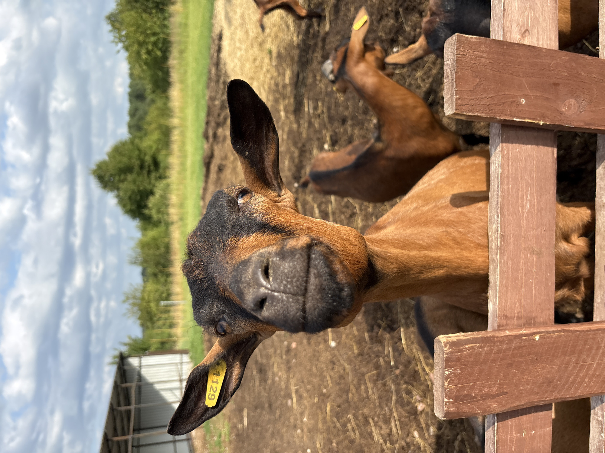 A close-up, eye-level, vertical shot captures a brown goat with black markings on its head, facing the camera and appearing to be behind a wooden fence. The goat's ears are prominent, with a yellow tag displaying the number "1129" on its left ear. The goat's nose and mouth are in focus, with a textured snout. In the background, other brown goats are visible, some with yellow tags. The environment appears to be an outdoor enclosure with dry grass and dirt on the ground. A simple, light-colored metal structure with a peaked roof and open sides is situated in the background to the left, suggesting a farm or animal shelter. The sky is partly cloudy with a mix of blue and white clouds. The overall lighting suggests it is daytime. The exact location in the city of Gor'kovskoe, Russia is not discernible from the image itself.