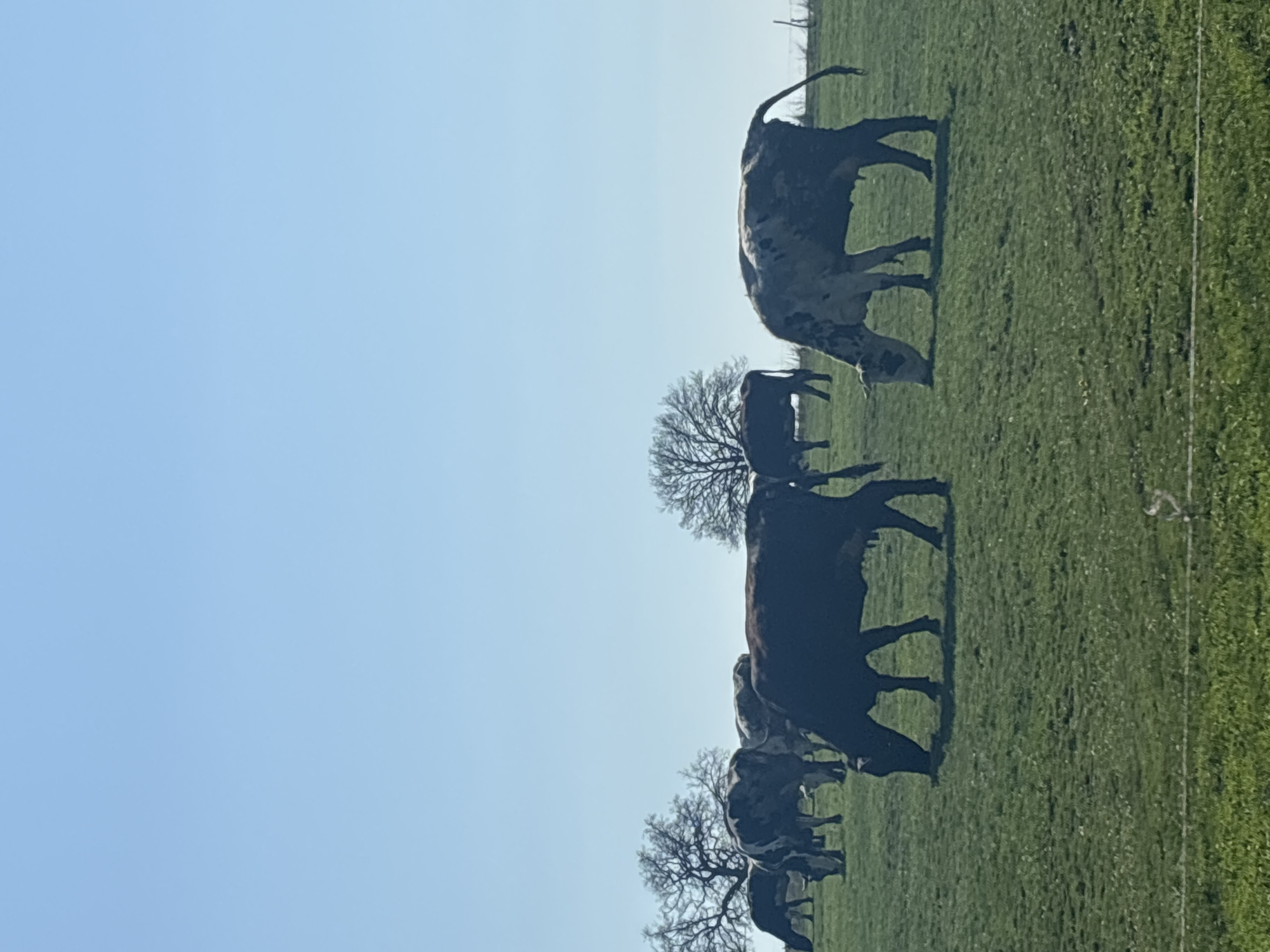 A landscape oriented, medium shot photograph depicts several cows grazing in a green field under a clear blue sky. The cows are arranged in a line, receding into the distance, interspersed with bare trees. The composition is divided between the sky on the left and the grassy field on the right. A fence is visible in the upper right. The location is presumed to be Makariopolsko, Bulgaria.