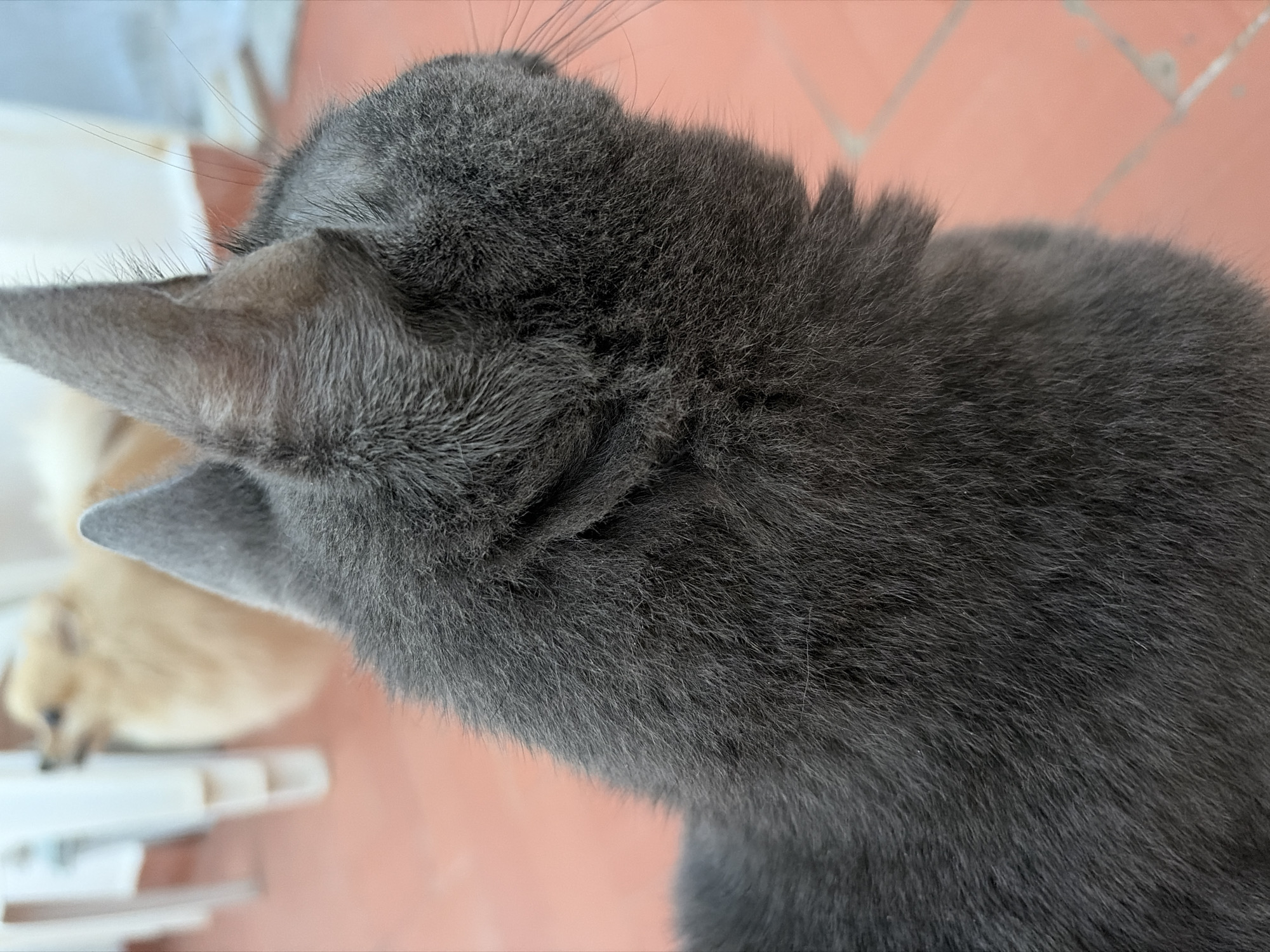 The image shows a close-up of a grey cat's head and neck, from a rear perspective. The cat's fur is short and dense. In the blurred background, a small, light-colored dog can be seen standing. The setting appears to be outdoors, on a terracotta tiled floor, possibly a patio or balcony, with white furniture visible. The scene does not provide any specific identifiable landmarks or features of Torrevieja, Spain.