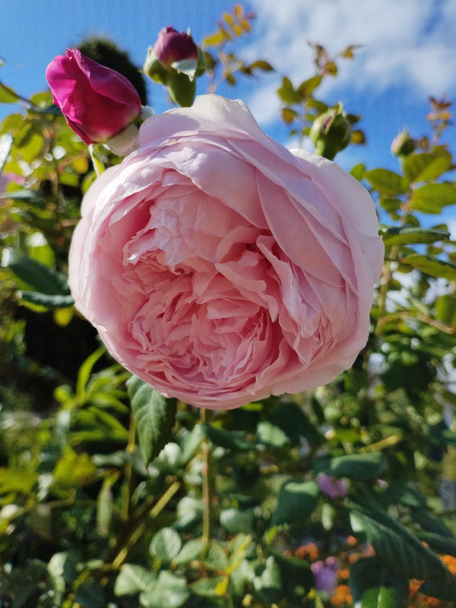 A close-up, low-angle shot captures a pale pink rose in full bloom. The rose's numerous petals are densely packed and ruffled, creating a complex, textured surface. To the upper left of the main rose, a tightly furled pink rosebud is visible, slightly out of focus. The background is a blur of green foliage, with hints of sky and clouds peeking through. The lighting suggests it is daytime, likely outdoors in a garden. There is no indication of any specific location in Bialynichy, Belarus.