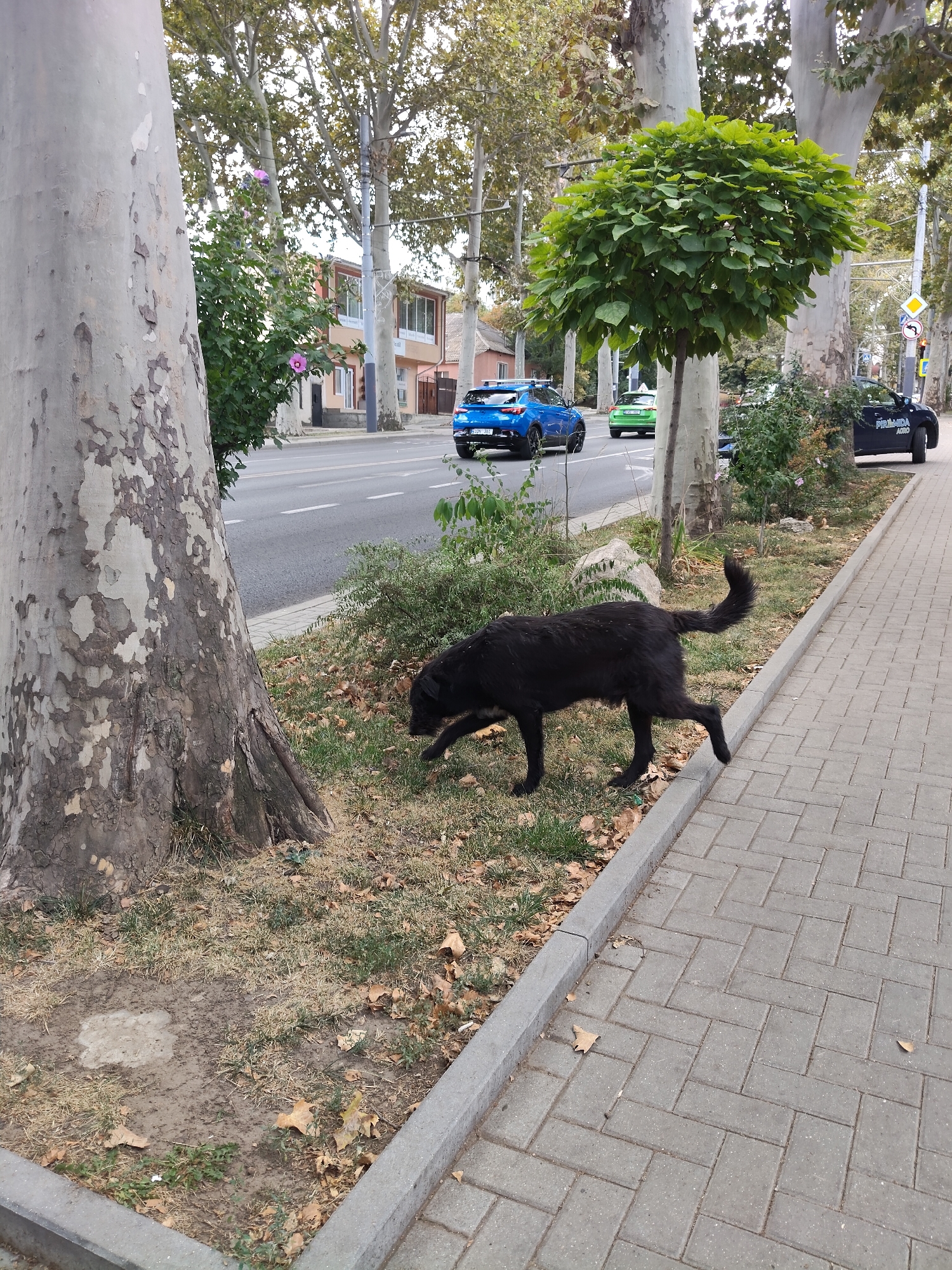 A medium-sized black dog with a bushy tail walks on the grass verge beside a paved sidewalk. The dog is facing left and appears to be sniffing the ground. Behind the dog, a large tree trunk with peeling bark dominates the left side of the frame. The street runs parallel to the sidewalk and verge, with a blue car and a green car driving on it. In the background, there are more trees, buildings, and traffic signs. The scene is set in an urban environment, possibly Chișinău, Moldova, indicated by the trees lining the street and the architecture. The overall lighting suggests it is daytime.