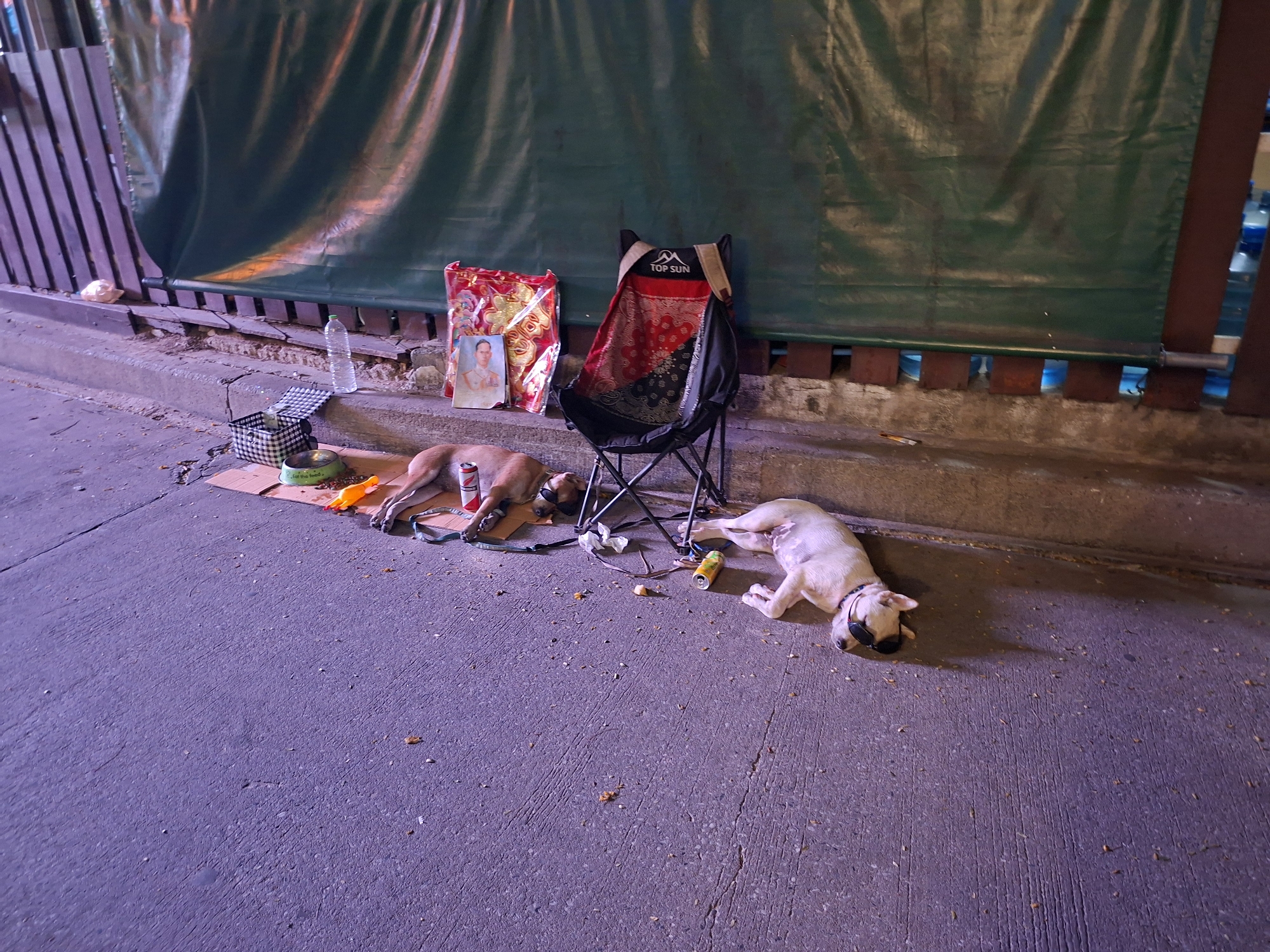 Two dogs are lying on a concrete surface near a curb in Pattaya City, Thailand. One dog is light brown and wearing sunglasses, while the other dog is white and also wearing sunglasses. A folding chair with a "Top Sun" label sits between the dogs, along with a red bag, a framed picture of a man, a water bottle, a food bowl, and various discarded items like cans. A green tarp hangs in the background.