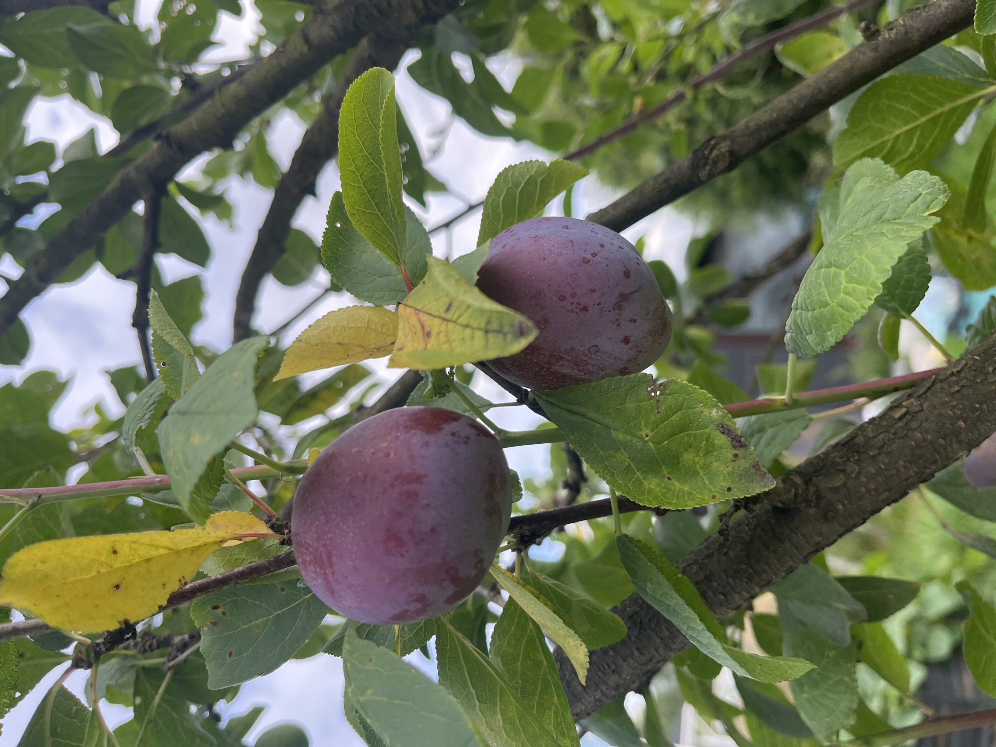 In the city of Vladimirovka, Russia, two ripe plums hang from a plum tree branch, surrounded by green and yellow leaves. The plums are a deep purplish-red color and appear plump and ready for harvest. The tree's bark is rough and dark, contrasting with the softer textures of the fruit and foliage. The background is a blur of green foliage and a pale, cloudy sky, suggesting an outdoor setting on an overcast day.