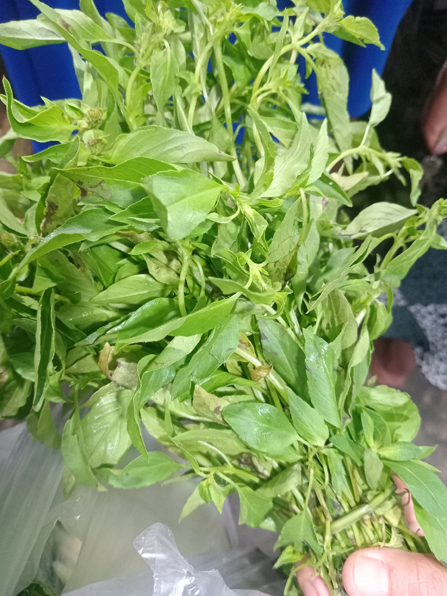 A close-up, overhead shot shows a bunch of fresh Thai basil leaves held in a person's hand. The basil is green and leafy with some slight wilting or brown spots visible on a few leaves. The stems are bundled together. In the background, a blue cloth is visible, as is a portion of a person's arm and hand. The basil appears to be placed on top of a clear plastic bag. The setting is likely a market or a kitchen in Kwangsan, Indonesia.