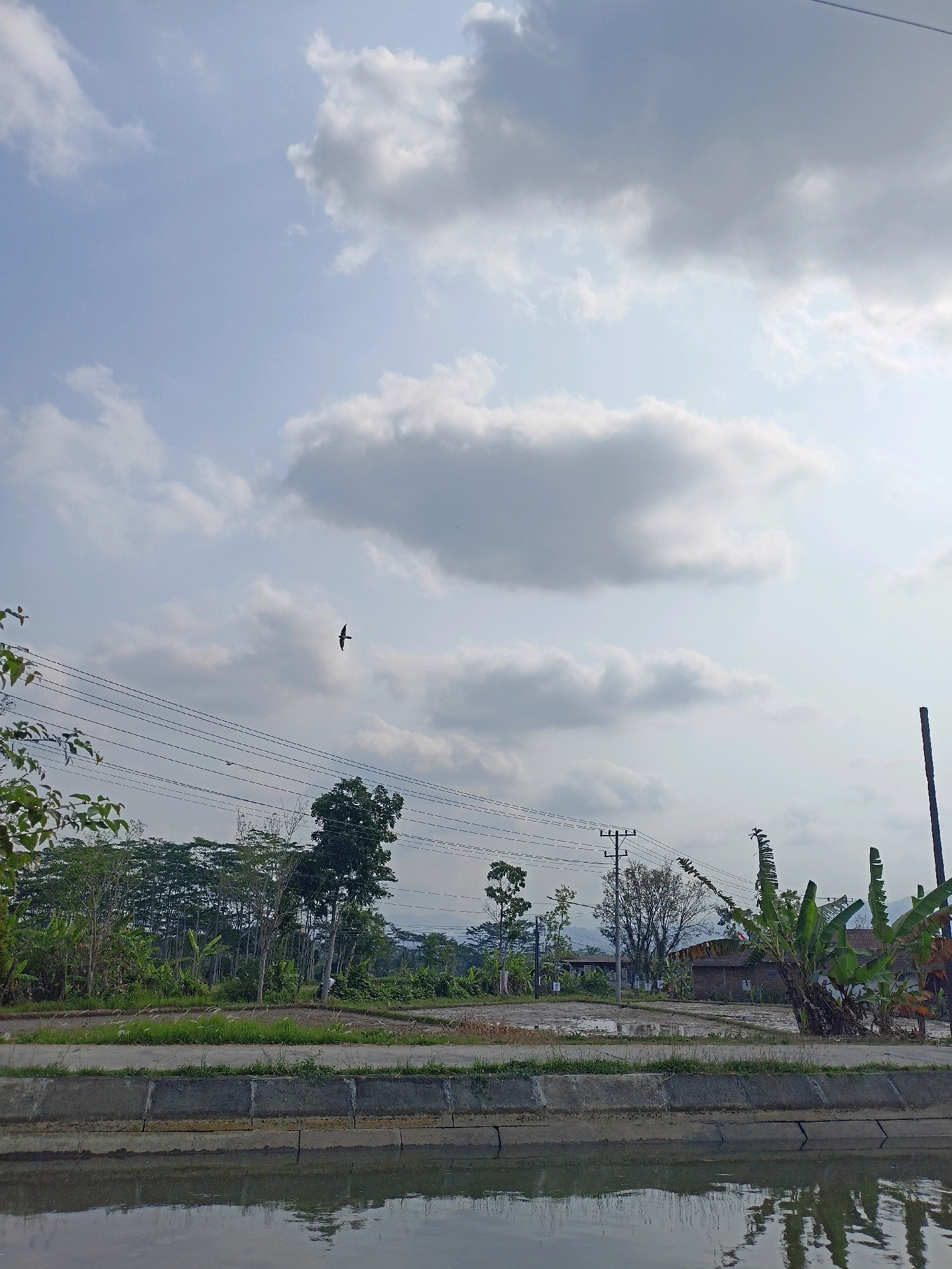 This image, taken in Payaman, Indonesia, depicts a rural landscape under a cloudy sky. A narrow canal filled with reflective water runs along the bottom of the frame, bordered by a concrete structure. Beyond the canal, a path or road is visible, lined with lush green grass and vegetation. In the mid-ground, several trees, including what appear to be banana trees, are prominent, along with some agricultural fields. Power lines stretch horizontally across the scene, supported by utility poles. A solitary bird is captured in flight against the expansive sky, which is populated by numerous white and grey clouds. In the background, houses and more trees suggest a village or settlement. The overall impression is one of a serene, natural setting, likely captured in the late afternoon given the quality of light.