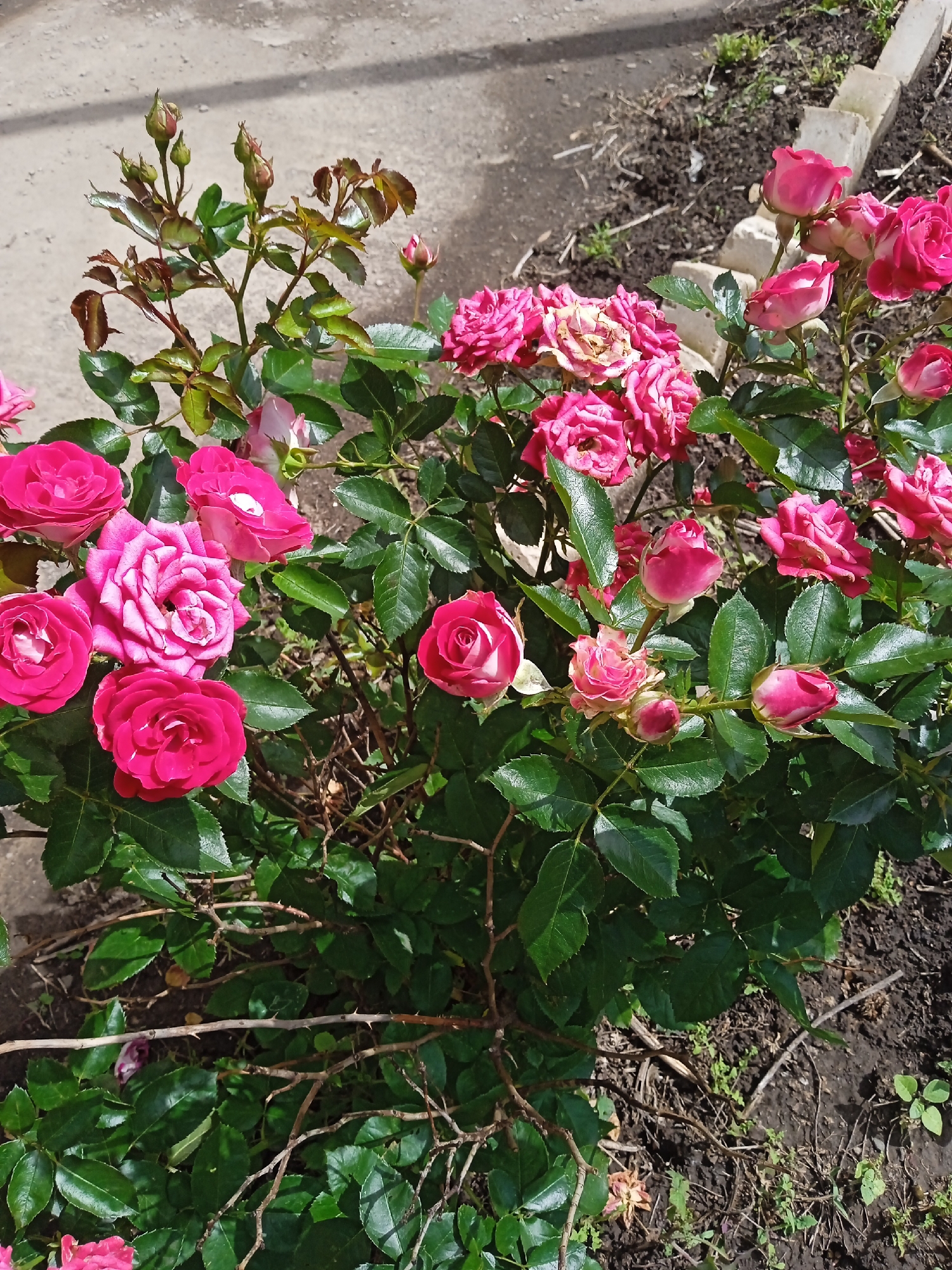 This media file is a close-up, outdoor photograph of a rose bush in bloom. The scene is set in a garden with dark soil and some scattered green weeds. In the background, a light-colored, textured surface, possibly a path or patio, is visible, with the edge of a concrete border. The time of day appears to be daytime, with bright lighting casting shadows, suggesting sunny weather.
The primary subjects are numerous pink roses in various stages of bloom, from tight buds to fully opened flowers. The roses exhibit a vibrant fuchsia or deep pink coloration, with some lighter pink or creamy hues in the center of a few opened blooms. The bush is lush with dark green, serrated leaves and thorny branches. Several rose buds are visible, indicating ongoing growth and flowering.
There is no text visible in the image. The overall impression is one of natural beauty and the vibrancy of a garden in full bloom, likely during the warmer months of the year. The location context of Oral, Kazakhstan, suggests a temperate climate where roses would thrive in spring or summer. No people are present in the frame. The focus is entirely on the floral display.