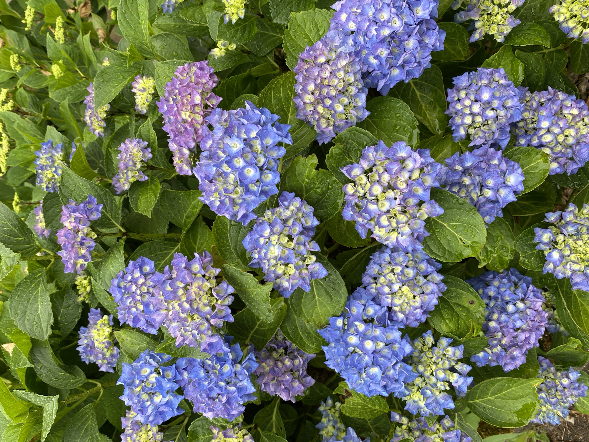 This close-up, top-down photograph captures a vibrant cluster of hydrangea flowers and their foliage, likely in Thiers, France. The scene is dominated by numerous large hydrangea blooms displaying a gradient of colors, primarily rich blues and purples, transitioning to lighter greenish-yellow hues in their centers and on younger, developing florets.
The flowers are densely packed, with individual petals clearly visible. Many of the broad, green leaves surrounding and intertwining with the flowers are adorned with small, glistening water droplets, indicating recent rain or watering. These droplets also sit on some of the petals, adding a fresh, dewy quality to the image.
The overall impression is one of lush, verdant growth. The natural light suggests it is daytime, with the soft, even illumination hinting at an overcast sky or diffused sunlight. No human subjects or man-made objects are visible, keeping the focus entirely on the natural beauty of the plants. There is no visible text within the image.