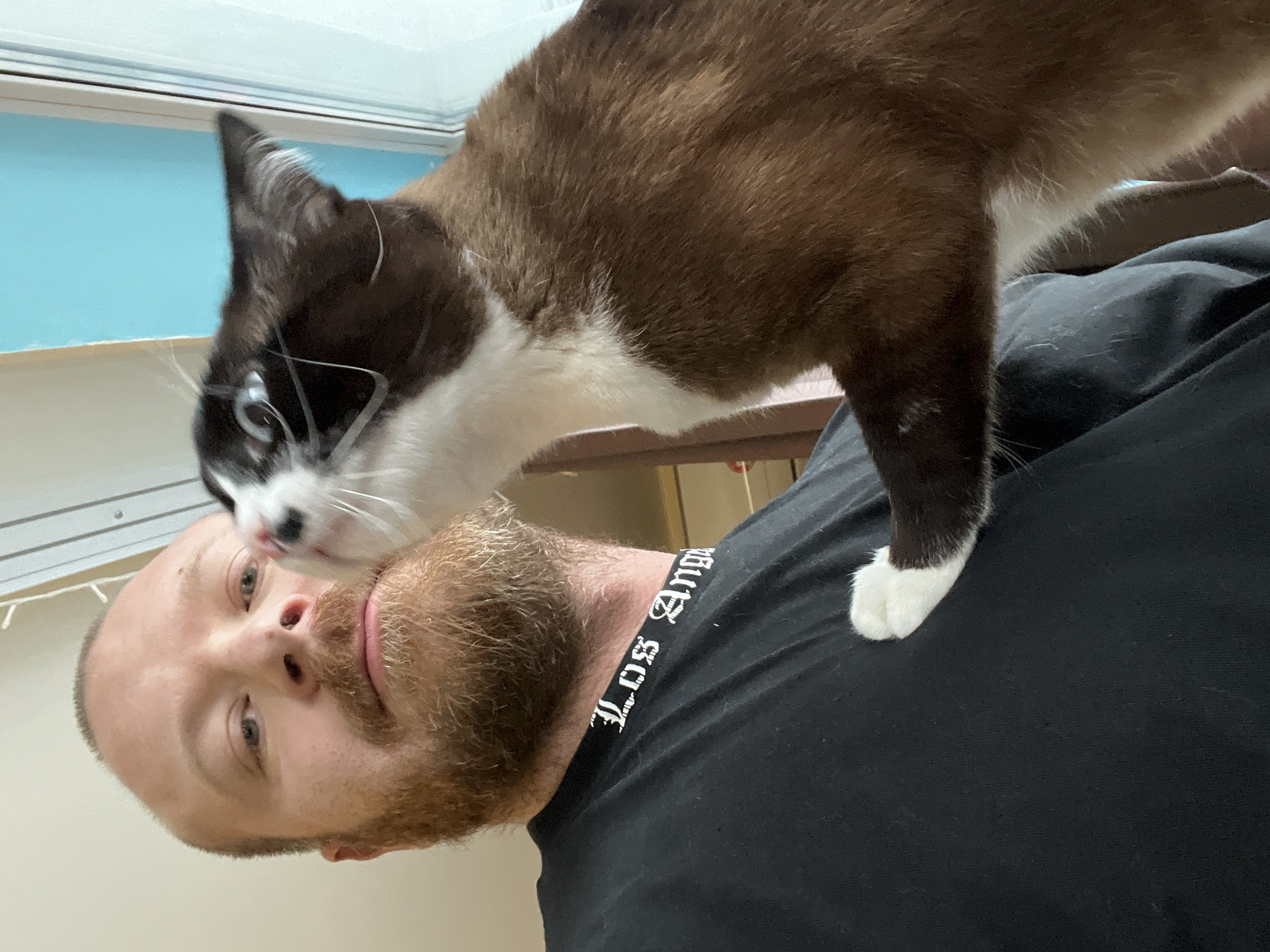 A close-up shot shows a man lying on his back, wearing a black t-shirt with "LOS ANGELES" written in Gothic script around the neck. A brown and white cat is standing on the man's chest, its face close to the man's face. The cat has a white paw visible on the right side of the frame. The man has a beard and fair skin. A window with a light blue wall visible behind the cat. There are no discernible elements indicating a location in Noviy, Russia.