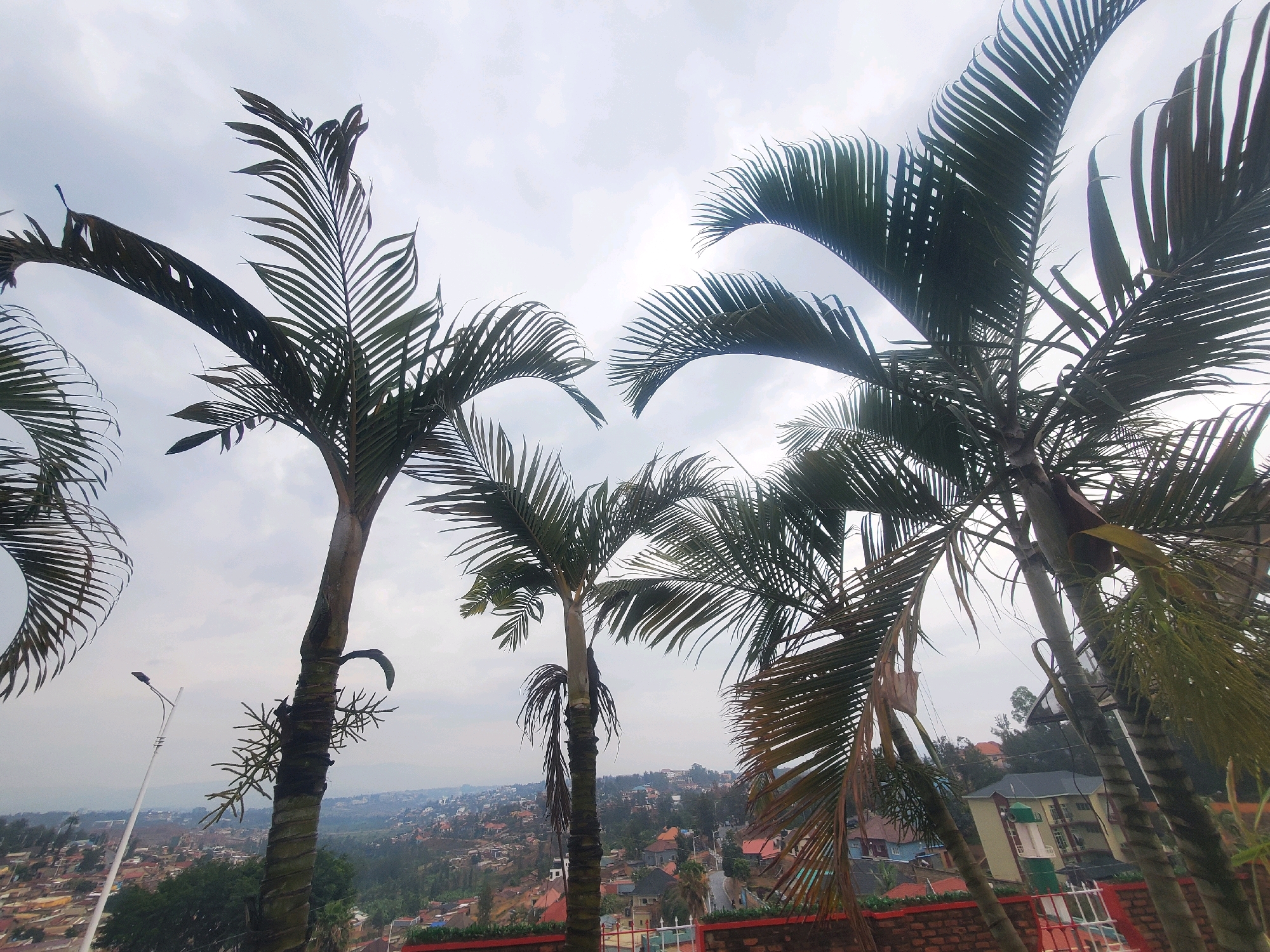 The image depicts a view from a slightly elevated position, looking out over a cityscape under a cloudy sky. In the foreground, several palm trees dominate the frame, their fronds obscuring parts of the view and creating a sense of depth. The palm trees are lush and green, with thick, textured trunks. To the left of the frame, a tall, white street lamp is visible, its slender pole extending upwards against the sky.
Beyond the palm trees, the city of Kigali, Rwanda, unfolds. The landscape is characterized by rolling hills densely populated with buildings. The architecture appears to be a mix of residential houses and larger apartment buildings, many with red-tiled roofs. A winding road is visible, snaking through the urban sprawl. The overall impression is of a vibrant, densely populated urban environment nestled within a hilly terrain. The cloudy sky suggests a muted daylight, casting a soft, diffused light over the scene. The presence of palm trees indicates a tropical or subtropical climate, consistent with the location in Kigali.