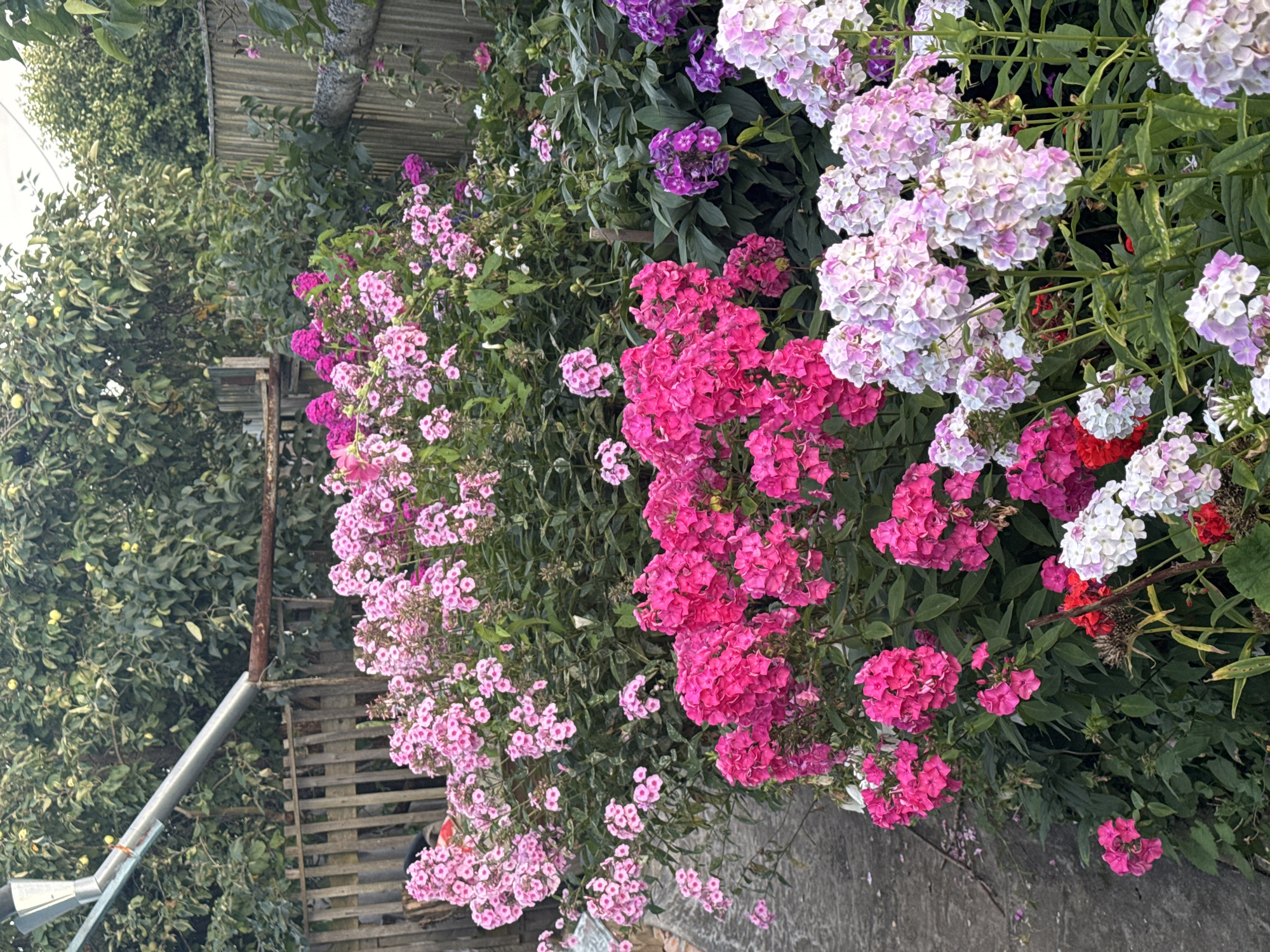 A sunlit garden in Safonovo, Russia, is filled with vibrant phlox flowers in various shades of pink, purple, and white. The flowers are arranged in dense clusters, creating a colorful tapestry against a backdrop of green foliage. A weathered wooden fence runs along the right side of the image, suggesting a rural or suburban setting. In the upper left corner, a metal downspout curves downwards, hinting at a building structure not fully visible. The ground is paved with concrete on the left side, with scattered petals suggesting recent blooming and shedding. The overall impression is one of natural beauty and tranquility.