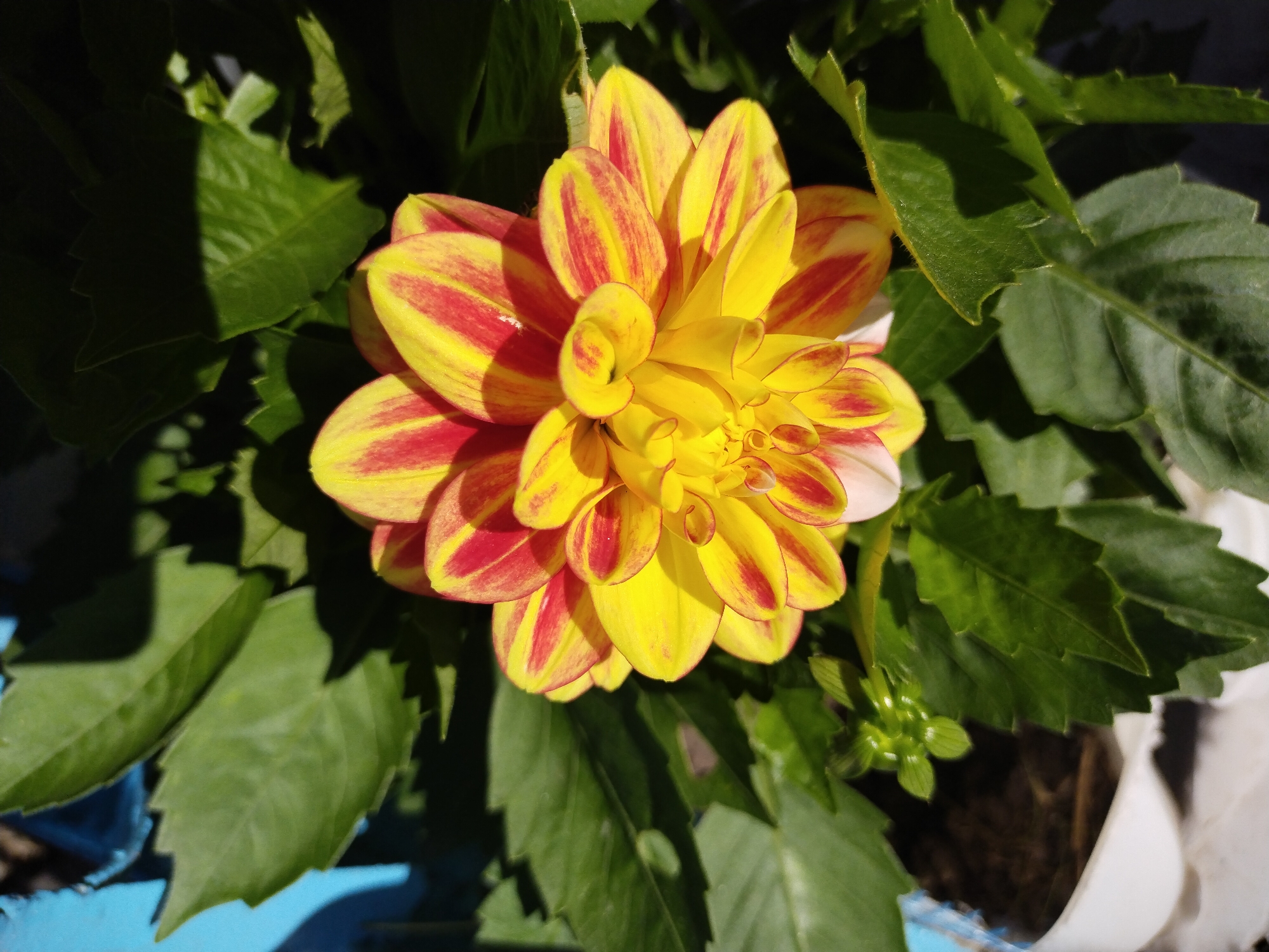 A close-up, overhead shot captures a vibrant yellow and red dahlia flower in full bloom. The flower's petals are a striking combination of sunny yellow and rich red streaks, creating a variegated pattern. Surrounding the dahlia are lush, dark green leaves, some of which are partially shaded. A few small green buds are visible near the base of the flower. The image appears to be taken outdoors, with natural sunlight casting shadows on the leaves, indicating a bright day. The background shows hints of a blue object, likely a planter or container, and a white pot. The setting suggests a garden or potted plant display. The scene is devoid of any human presence or activity. Based on the provided information, this scene is located in the city of Horishni Plavni, Ukraine.