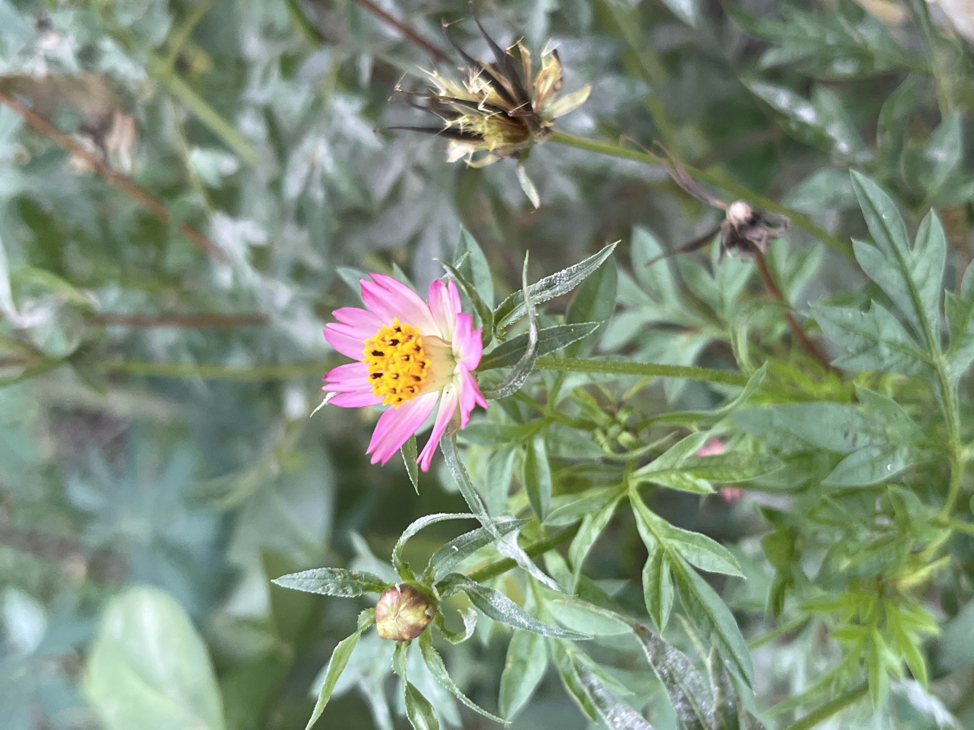 A close-up shot features a pink cosmos flower in bloom, its yellow center filled with dark pollen. To the left, a closed bud of a similar flower is visible, surrounded by green, feathery leaves. To the right, a spent flower head is seen, its dried petals and seed structure resembling dark brown spikes. The background is a blur of green foliage, with some areas appearing dusty white. The overall scene depicts a natural outdoor setting, likely a garden.