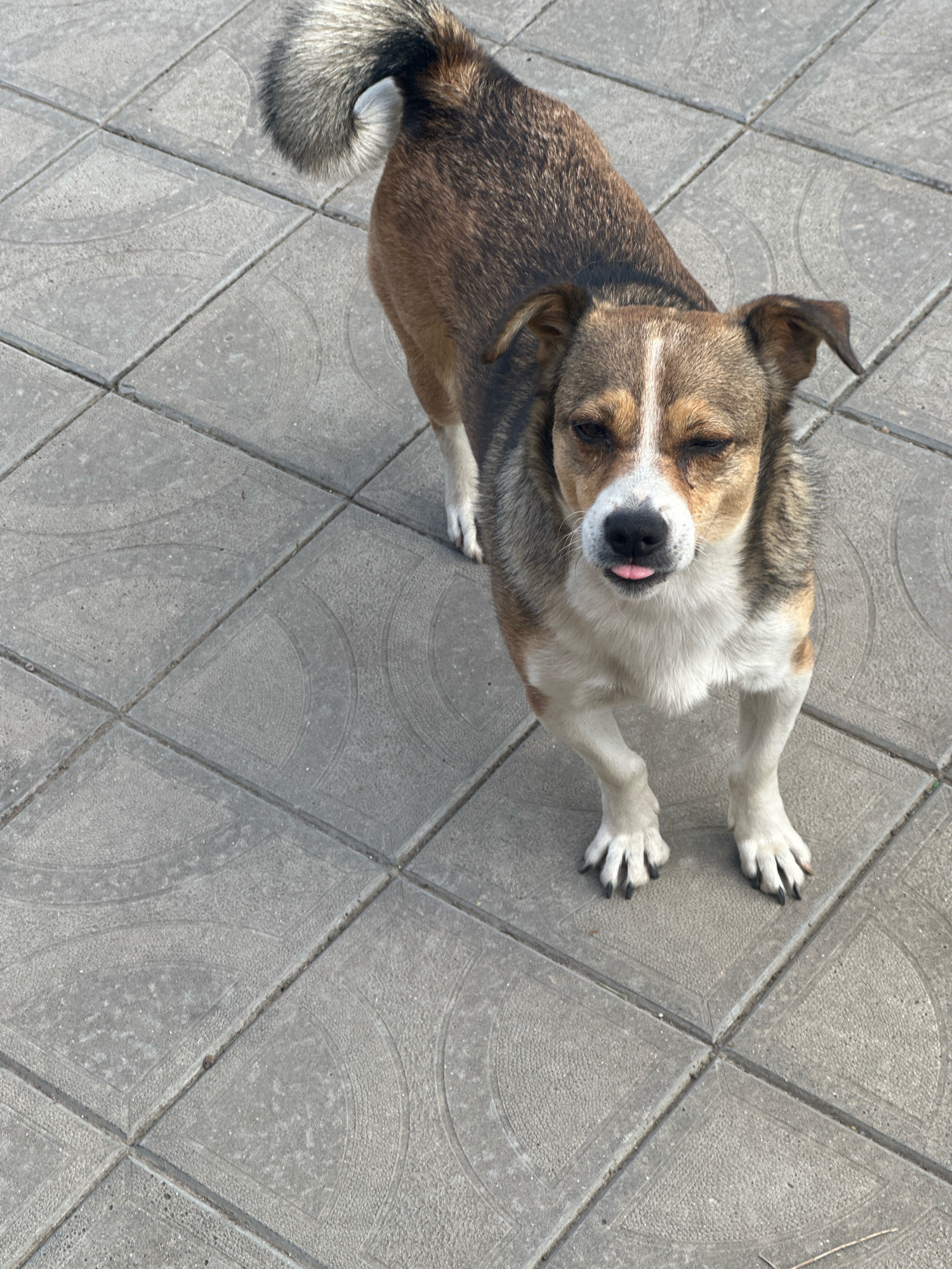 A medium-sized dog with brown, white, and gray fur stands on a paved outdoor surface in Makiv, Ukraine. The dog is looking at the camera with its tongue sticking out slightly. The paving stones are gray and arranged in a grid pattern, with some decorative circular designs on them. The dog's tail is fluffy and curled over its back. The lighting suggests it is daytime, and the environment appears to be a walkway or courtyard.