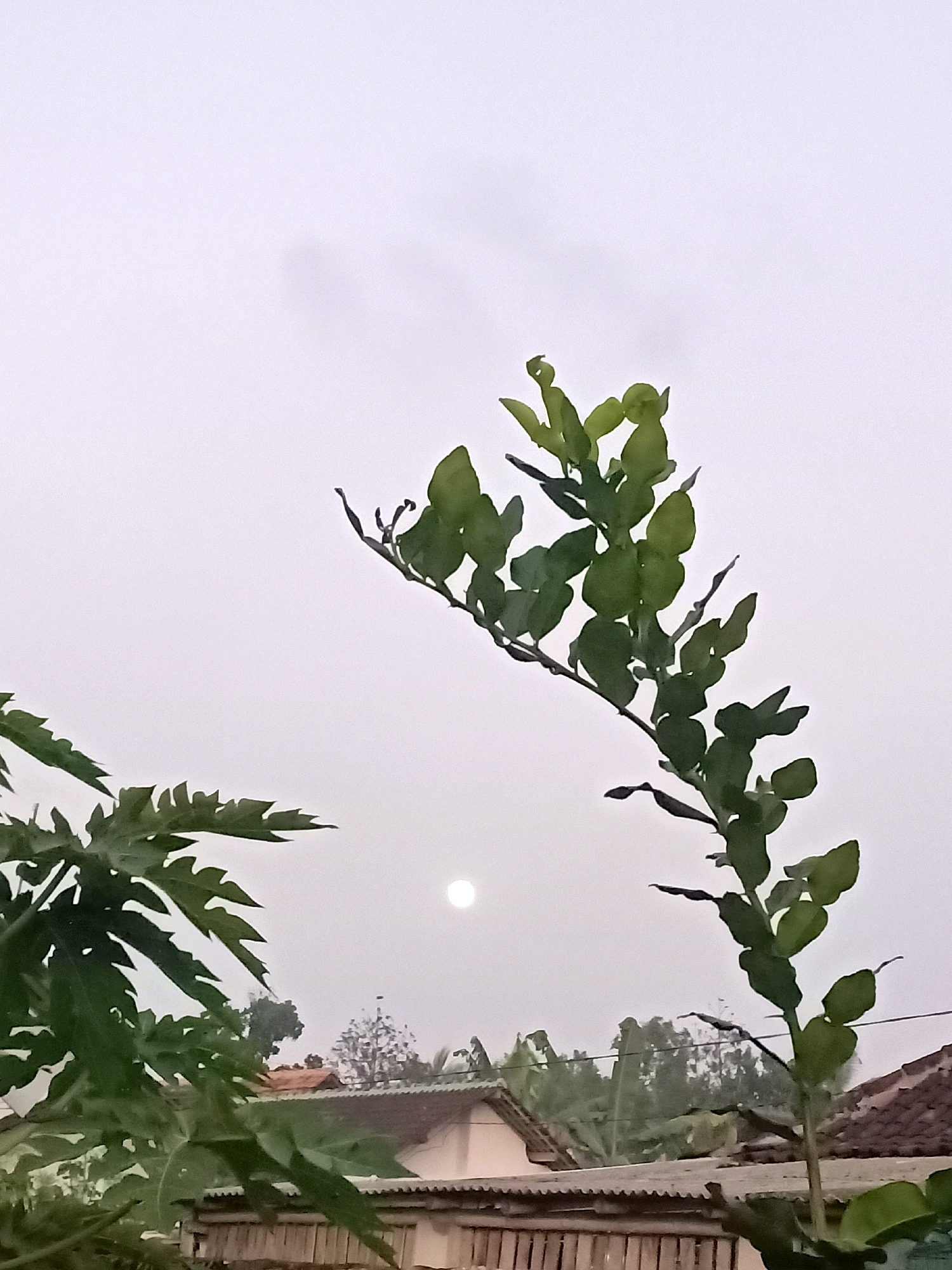 This is a vertical, full-shot photograph taken from a low angle of a backyard scene in Jarit, Indonesia, during what appears to be early morning or late evening given the diffused light and the presence of the moon. The foreground is dominated by the lush, green leaves of a papaya plant on the left and a sprig of smaller-leaved branches on the right, possibly from a citrus tree. The branches of the latter reach upwards and to the right, silhouetted against a pale, hazy sky.
In the midground, the moon, appearing as a small, bright disc, is visible in the sky, suggesting it's either a full or nearly full moon. Below the moon and behind the plants, the rooftops of several houses are visible. These appear to be traditional Indonesian houses with tiled roofs and some wooden structures. The roofs are varied in color and design, some with corrugated metal or wooden planks. There are also trees and vegetation scattered between the houses, adding to the sense of a residential area.
The overall atmosphere of the image is calm and serene, with a touch of natural beauty enhanced by the subdued lighting. There are no people or animals visible in the frame. The focus is on the interplay of natural elements—plants and the sky with the moon—against the backdrop of a rural or semi-urban Indonesian setting. The image captures a quiet moment, likely at dawn or dusk, in Jarit.
