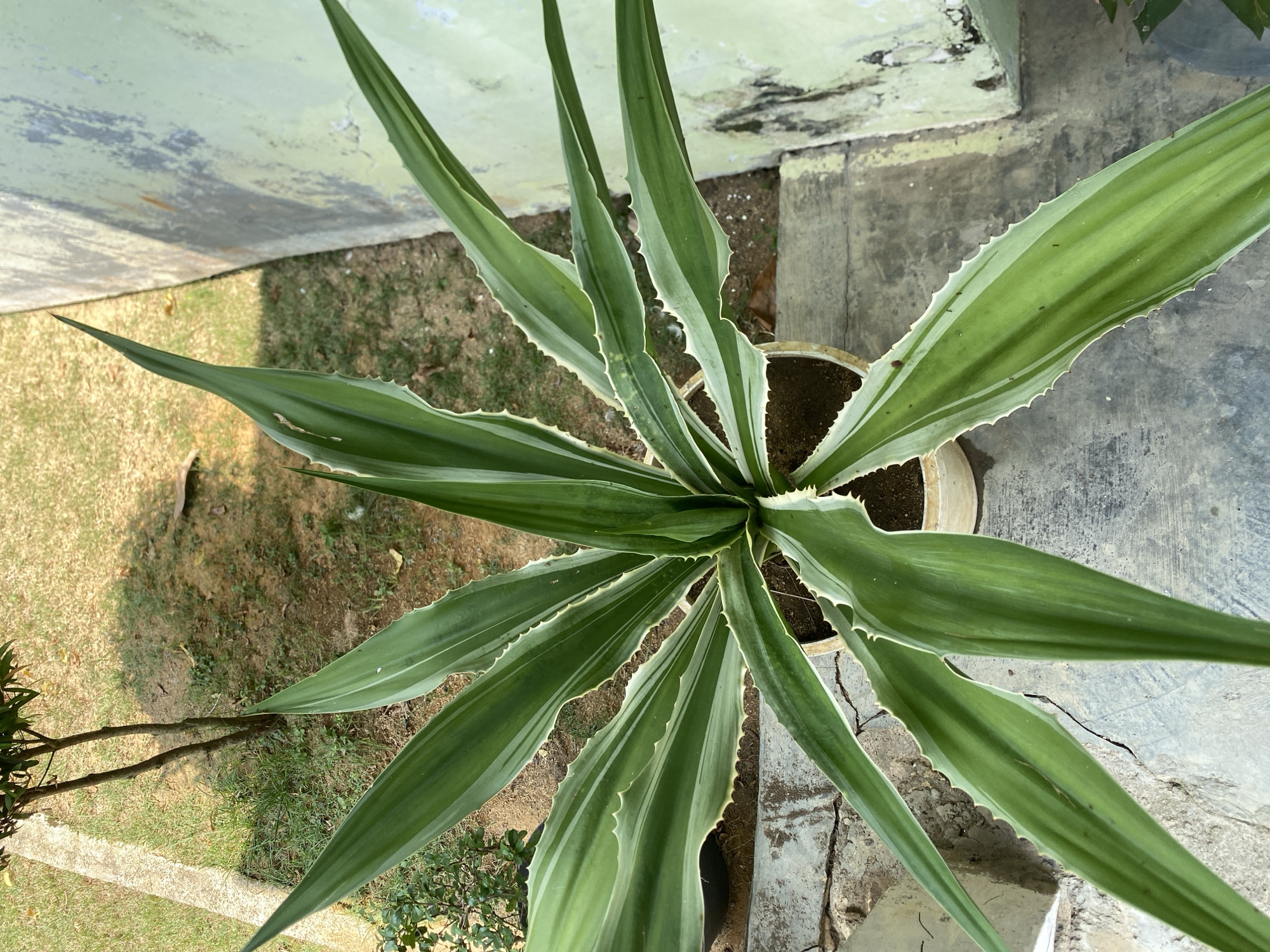 An overhead shot of a potted agave plant with long, green, variegated leaves with spiky edges. The plant is in a light-colored pot, which sits on concrete steps outside. The steps lead to a patch of dry grass and dirt, with a thin tree trunk visible in the background. To the right of the plant is a light green wall with peeling paint. The scene appears to be in a residential area in Batam, Indonesia, likely an outdoor patio or garden area.
