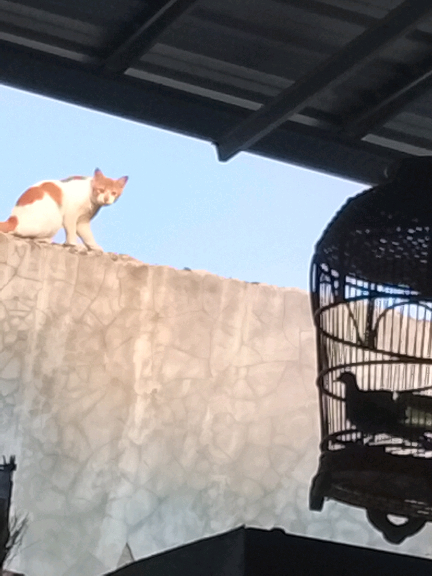 A ginger and white cat sits on a textured, light-colored wall under a dark, corrugated metal overhang. To the right of the cat, a dark birdcage with two birds inside is visible. The sky is a clear, light blue. The scene appears to be outdoors in an urban setting, possibly in Slawi, Indonesia, given the architectural style and likely climate.