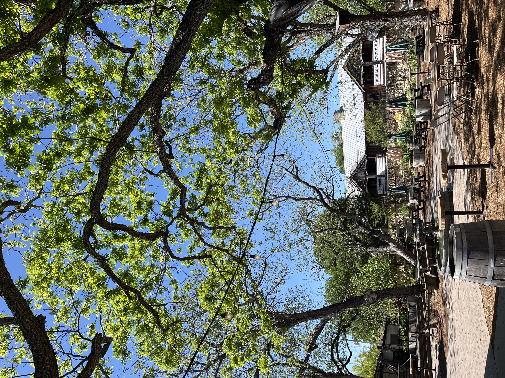 The image depicts an outdoor seating area in New Braunfels, Texas. Tree branches with green foliage dominate the upper portion of the image, contrasting with a clear blue sky. String lights are strung between the trees. Below the trees, there are several tables and chairs, some with green umbrellas. A wooden barrel is in the foreground. In the background, there is a two-story building with a white metal roof and wooden siding.