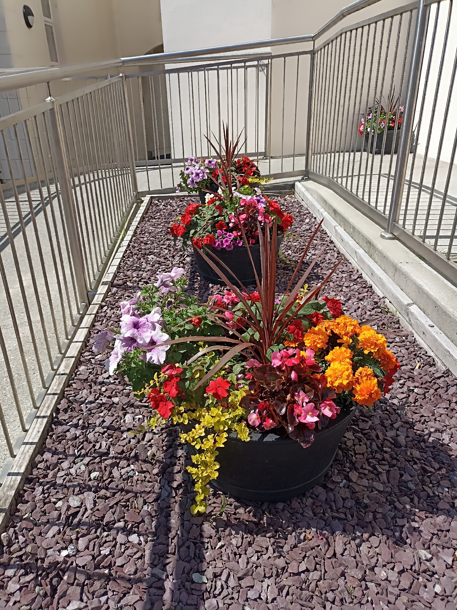This image depicts a well-maintained outdoor area in Dungloe, Ireland, featuring several black planters filled with a vibrant assortment of flowers. The planters are arranged along a walkway bordered by a silver metal railing, indicating an accessible path, possibly for a public building or residence. The ground around the planters is covered in dark reddish-purple slate chips. In the foreground, a planter overflows with pink, purple, red, and orange flowers, alongside lush green foliage and some dark red spiky leaves. In the middle ground, another planter contains a mix of pink, purple, and red flowers. In the background, a third planter is visible, with pink and purple blooms. The environment appears sunny, casting shadows from the railing onto the ground and walkway. The overall scene suggests a decorative and welcoming exterior space, likely part of a commercial property or a public area in Dungloe.