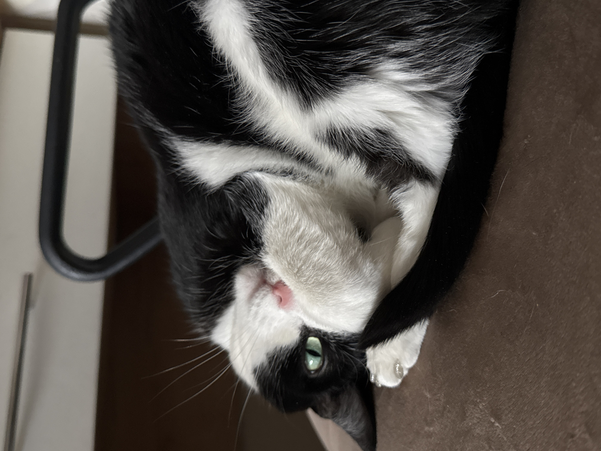 The image displays a domestic black and white tuxedo cat in a relaxed pose, lying on its side. The photograph is oriented vertically, showing the cat's head tilted towards the lower left and its body extending upwards. The cat has striking green eyes, a small pink nose, and prominent white whiskers. Its face is partly covered by white fur, with one white paw resting near its mouth or chin, adorned with tiny reflective specks that resemble water droplets or reflections.
The cat's fur exhibits a distinct pattern of black and white patches across its body and face, clearly visible in the detailed crops. Its dark tail is also apparent, curling around its body. The cat appears calm and at ease.
The setting is indoors, with the cat resting on a dark brown, textured surface, possibly a sofa or carpet. In the background, a black metal object, likely part of a chair, and a lighter-colored wall or piece of furniture are visible. No specific time of day or weather conditions can be inferred from the image. There is no visible text. The location context provided is Chaikovsky, Russia, though no visual cues in the image directly indicate this specific geographical detail.