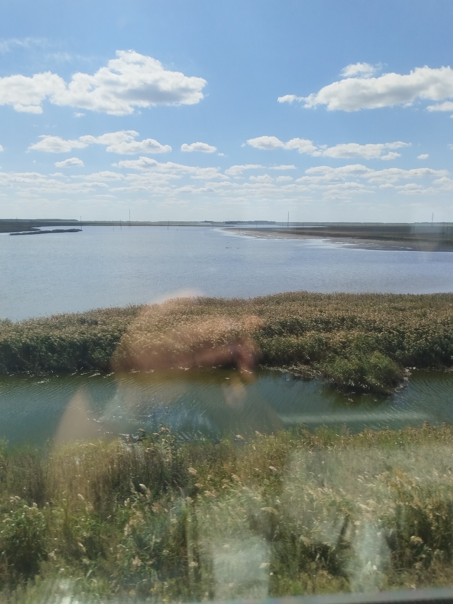 A wide-angle shot captures a serene landscape under a bright blue sky dotted with fluffy white clouds. A calm body of water dominates the scene, reflecting the sky. On the left bank of the water, a dense growth of reeds and tall grasses creates a textured border, some reeds appearing golden and dry, others green and lush. In the distance, across the water, a flat, marshy landscape stretches towards the horizon, punctuated by several tall, slender structures that appear to be power line pylons or similar industrial elements. The overall environment suggests a wetland or coastal area in a rural or undeveloped setting. The image appears to have been taken from a moving vehicle, as evidenced by slight motion blur and light reflections on what seems to be a window in the foreground.