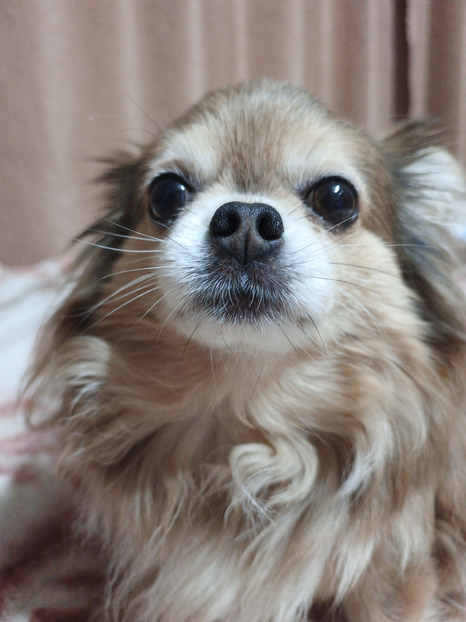 A close-up, head-on, medium shot of a long-haired, light brown Chihuahua dog. The dog is looking directly at the camera. Its fur is a mix of light brown and tan, with white markings around its muzzle and under its chin. The background consists of a blurred, light brown curtain. The image does not contain any elements that suggest a location in Medvedyovka, Russia.