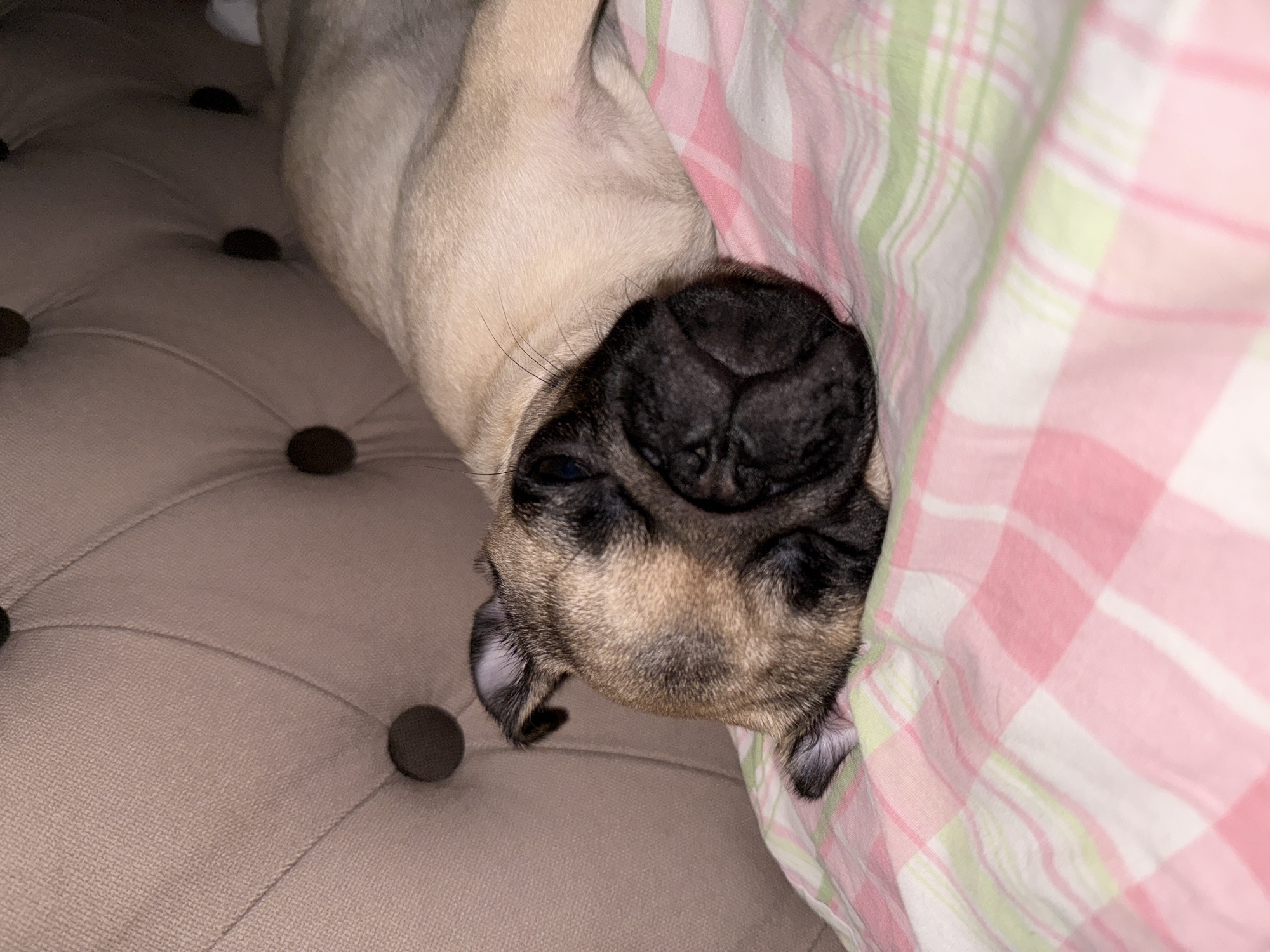 A pug puppy rests on a pink and white checkered blanket. The puppy's head is turned to the left, with its eyes closed. Its fur is tan with dark brown markings on its face and ears. Behind the puppy, a tufted headboard of a bed is visible, with dark buttons accenting the tufts. The scene appears to be indoors, likely in a bedroom. The lighting suggests it may be evening or nighttime.