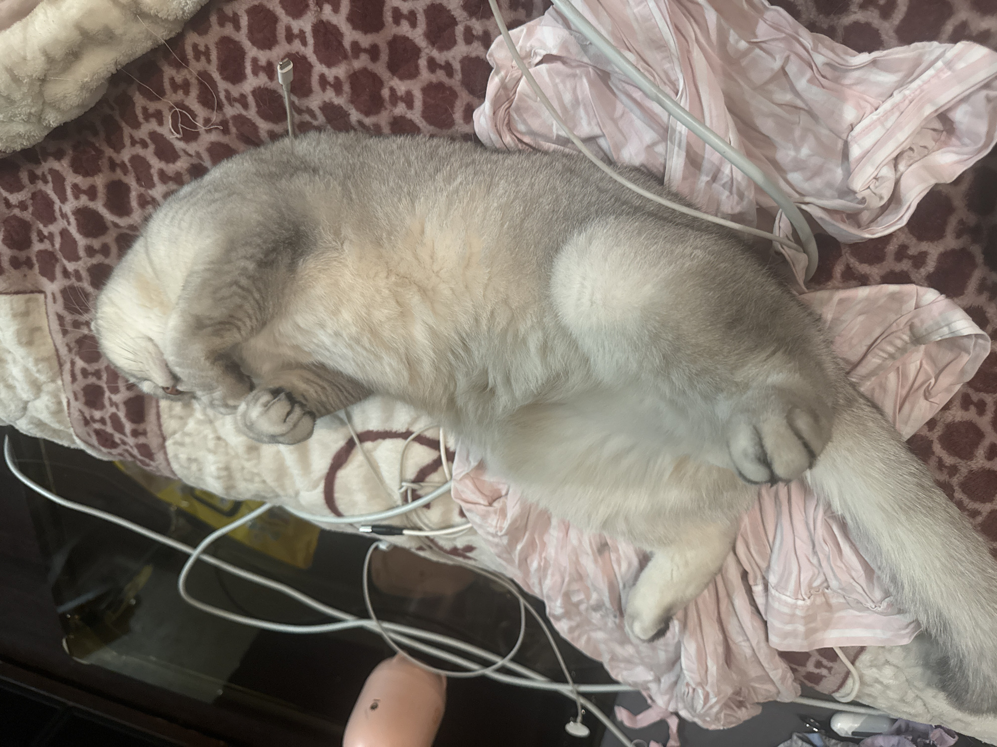 This image shows a fluffy, silver cat sleeping on a bed. The cat is curled up, with its face hidden in its paws. The bed has a patterned blanket and is covered with a pink and white striped fabric. Several white wires are also visible on the bed, likely from electronic devices. The lighting suggests it could be daytime or indoor lighting. The scene appears to be a comfortable and cozy domestic setting, possibly in Odesa, Ukraine. No people are visible in the image, and there is no visible text.