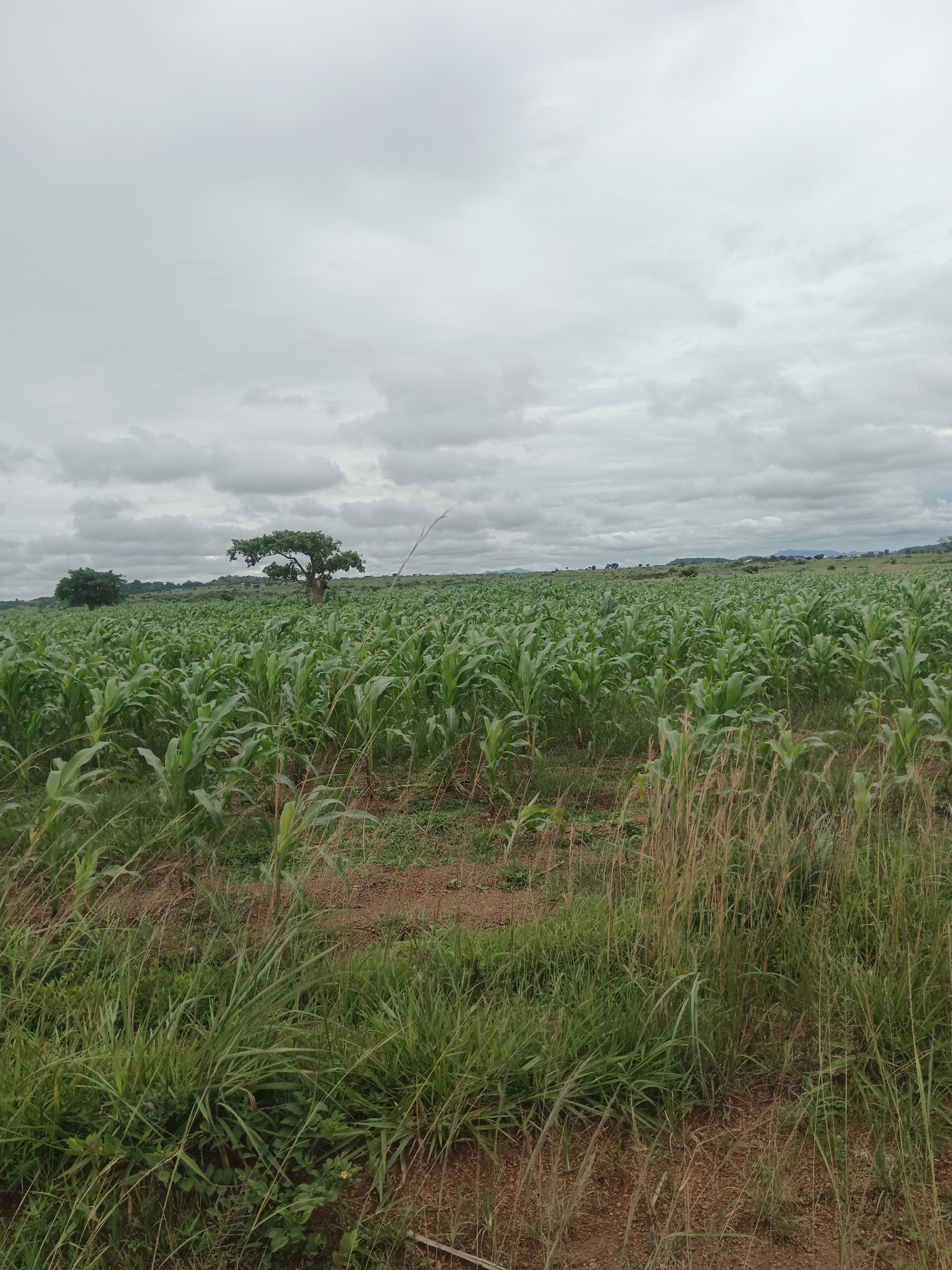This image captures a vast agricultural landscape in North Ropp, Nigeria, under a heavily overcast sky. The foreground is dominated by tall, green grass and some dry stalks, with patches of brown earth visible. Beyond this, a sprawling field of young corn plants stretches towards the horizon. In the middle ground, a large, mature tree with a broad canopy stands prominently, with another smaller tree visible to its left. The background shows rolling hills and more distant vegetation, all under a thick layer of grey clouds that obscure the sun. No people are present in the image.
