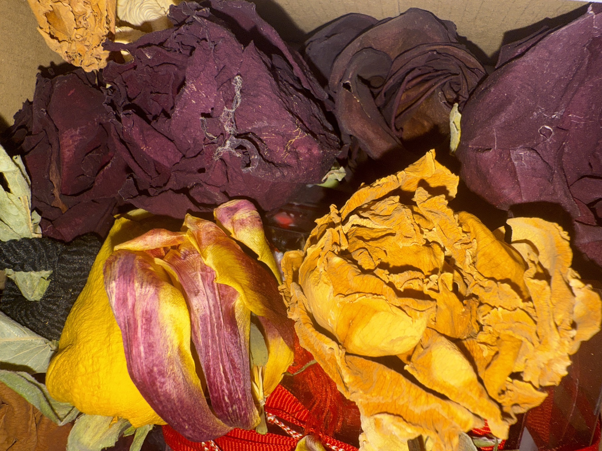 The image displays a close-up, overhead view of a collection of dried flowers and plant material, likely contained within a cardboard box. The primary subjects are several withered flowers, predominantly roses, in varying states of preservation.
The color palette is dominated by deep, muted tones. Several dried roses exhibit a rich, dark purple or burgundy hue, their petals shriveled and intricately wrinkled, showcasing delicate vein patterns and some areas with lighter, almost white, fibrous textures. Interspersed among these dark flowers are dried blooms in shades of golden yellow and orange, appearing similarly desiccated with crinkled petals and a brittle texture. One prominent flower in the lower-left to mid-section features vibrant yellow petals with distinct streaks of purple and magenta, suggesting it might be a dried tulip or a similarly multi-colored bloom.
Other visible elements include scattered dried leaves in muted green and brown tones, contributing to the aged and preserved aesthetic. Towards the bottom and center, a piece of red textured fabric or ribbon, possibly woven, adds a contrasting pop of color and texture to the arrangement. The background suggests the interior of a brown, possibly cardboard, container, indicating an indoor setting.
There is no discernible activity or event taking place; the image captures a still life arrangement. The notable details include the intricate textures of the dried petals, the contrasting color combinations, and the overall sense of preservation and the passage of time. There are no visible people, specific time of day or weather cues, or any text present in the image itself. The location context of Varna, Bulgaria, is provided externally but not visually represented within the media.