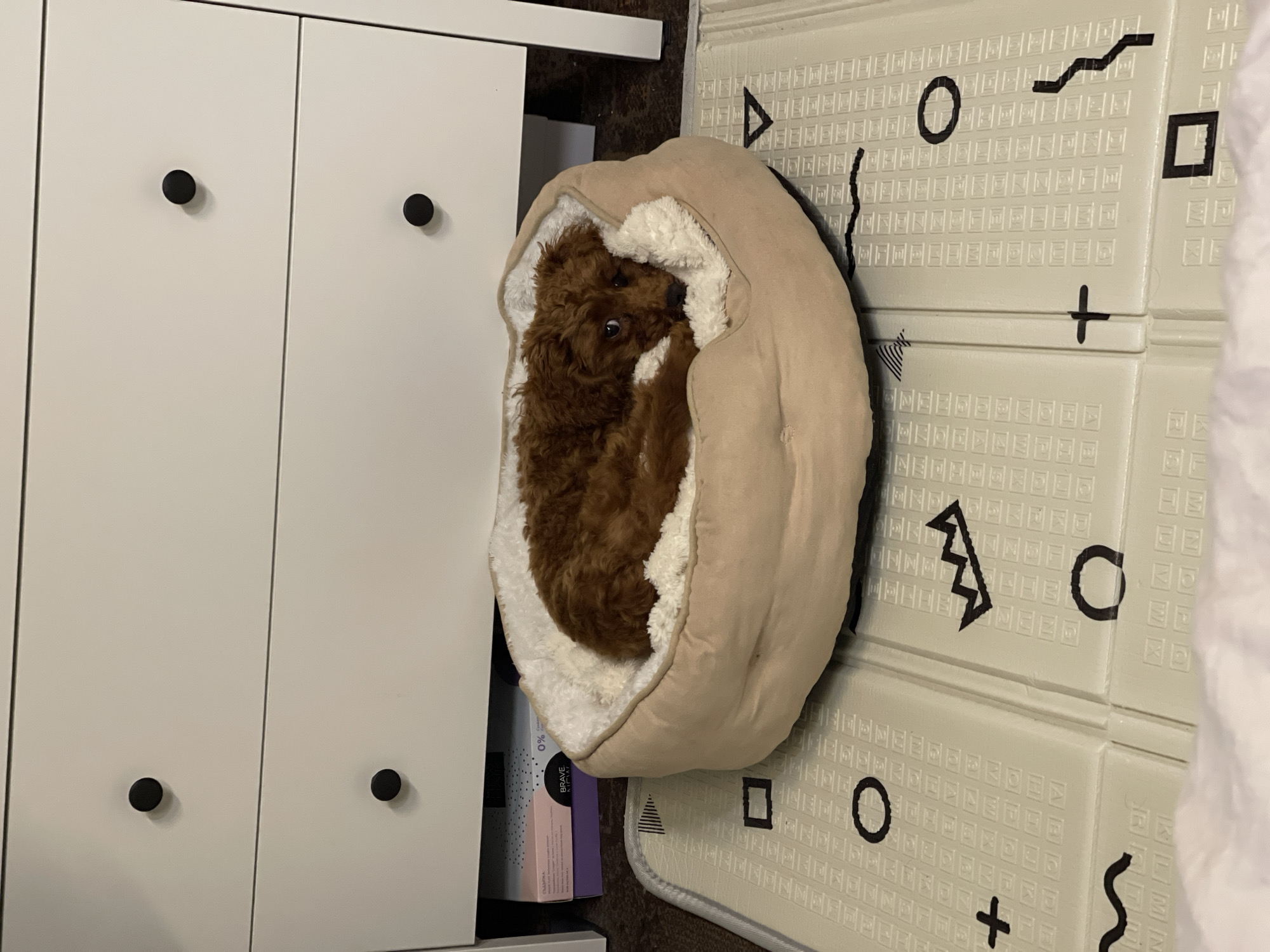 A brown poodle lies curled in a beige and white plush pet bed positioned near a white cabinet with four black round knobs. The bed is also adjacent to a patterned playmat featuring circles, squares, plus signs, and zigzag designs. The orientation of the image suggests it was taken in portrait mode. The specific location within Sofia, Bulgaria, cannot be determined from this image alone.