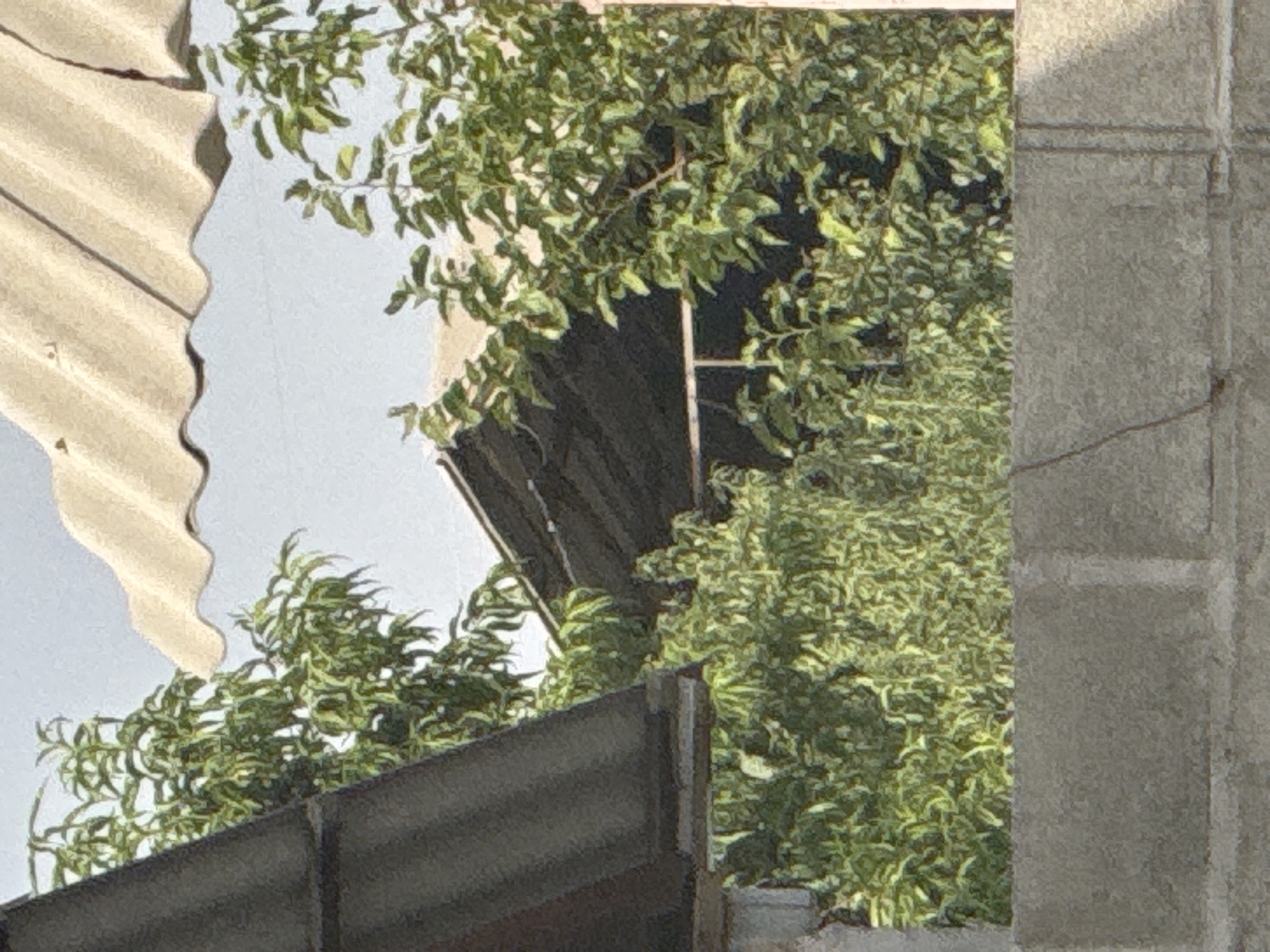The image depicts an outdoor scene focused on a dilapidated building partially obscured by lush green foliage. In the foreground, a gray concrete wall constructed from rectangular blocks runs horizontally across the bottom of the frame. Above this wall, the dense branches and leaves of trees fill the midground, with some branches extending into the upper portion of the image.
Behind the foliage, the roof and upper portion of a building are visible. The roof appears to be made of corrugated material, possibly asbestos, in a weathered, light tan color, with a scalloped edge. Another section of a dark, sloped roof, possibly made of metal or asphalt shingles, juts in from the left side of the frame. Between these roof sections, the dark, angled roofline of a lower building is visible, supported by what appears to be a metal beam. The sky, a pale blue or gray, is visible in the background through gaps in the trees and under the corrugated roof.
There are no people or animals present in the image. The overall impression is one of overgrowth and disrepair, suggesting a possibly abandoned or neglected area. The scene is set in an outdoor environment, likely a rural or suburban area, given the presence of trees and the style of construction. The city of Савай, Kyrgyzstan, is not explicitly identified in the image itself but is provided as a contextual location.