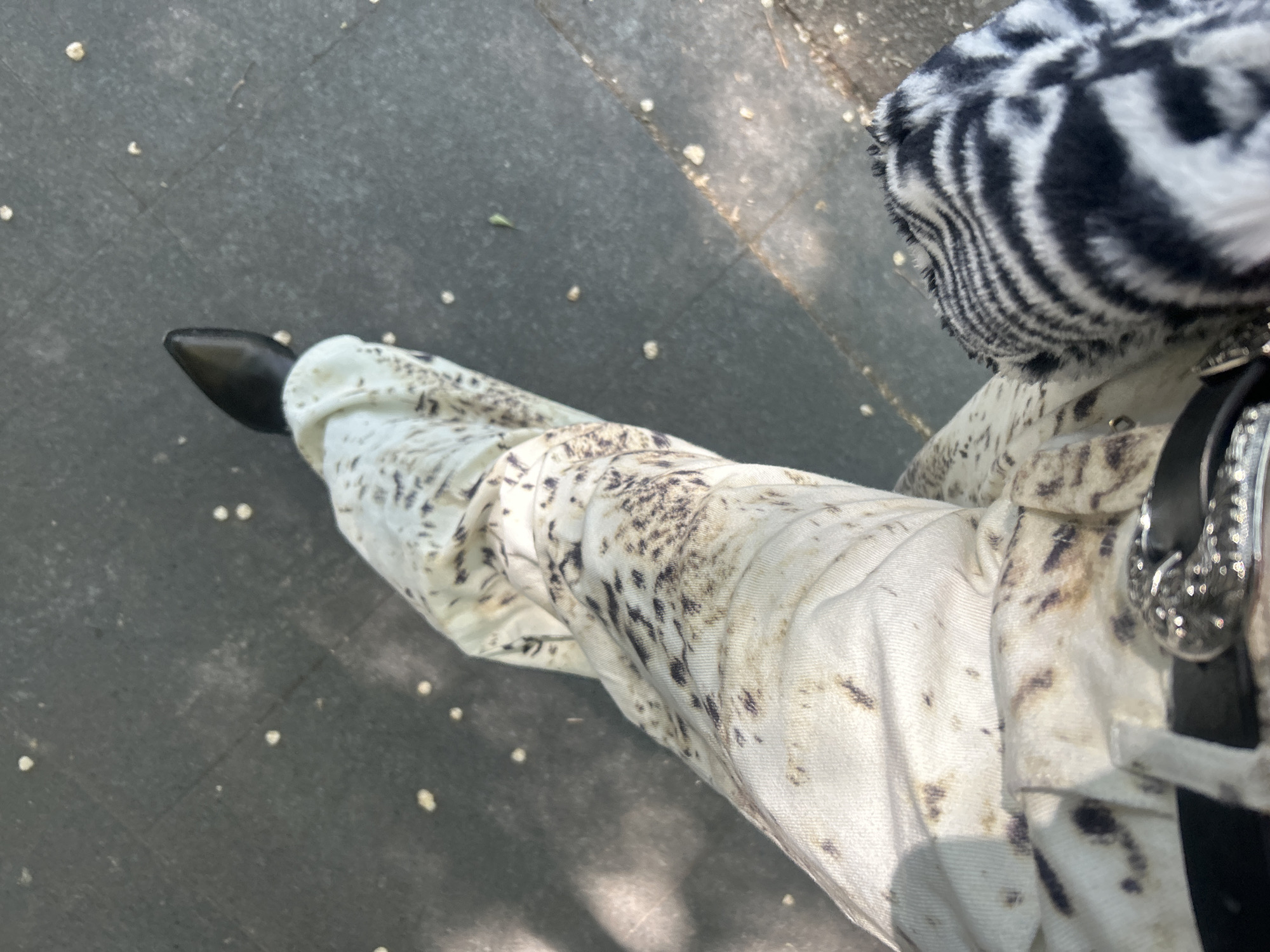 A person wearing black patent leather shoes, white pants with dark brown and tan spots, a black belt with a large, silver buckle, and a stuffed animal with black and white stripes on its head is standing on a gray concrete surface littered with small, white debris. The location appears to be an outdoor setting, possibly in the city of Milan, Italy, based on the common urban design elements.