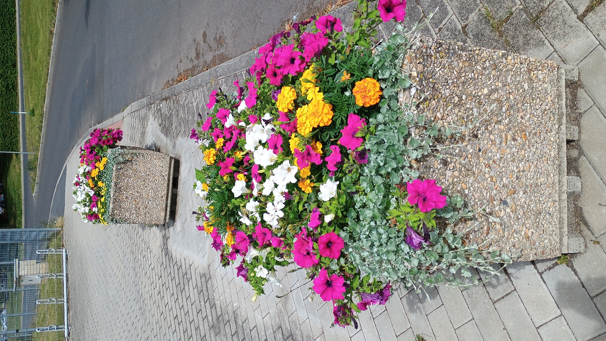 A vertical, medium shot captures a close-up view of two large, concrete planters filled with a colorful assortment of flowers. The planters are positioned on a paved area adjacent to a road. The planter in the foreground is larger and more detailed, showcasing a dense arrangement of pink petunias, white petunias, yellow marigolds, and some trailing silvery-green foliage. The planter in the background, partially obscured by the foreground planter, contains a similar mix of flowers, including pink and white petunias and yellow flowers. The planters themselves are cube-shaped with a rough, textured surface made of exposed aggregate. They are elevated slightly on small concrete blocks. The paved surface appears to be made of light gray rectangular bricks. To the right of the planters, a dark asphalt road is visible, with a concrete curb separating it from the paved area. In the far background, a green grassy area and a hedge can be seen. The scene is brightly lit by natural daylight, suggesting it is daytime. There are no people or animals present in the image. The location is Sokolov, Czechia.
