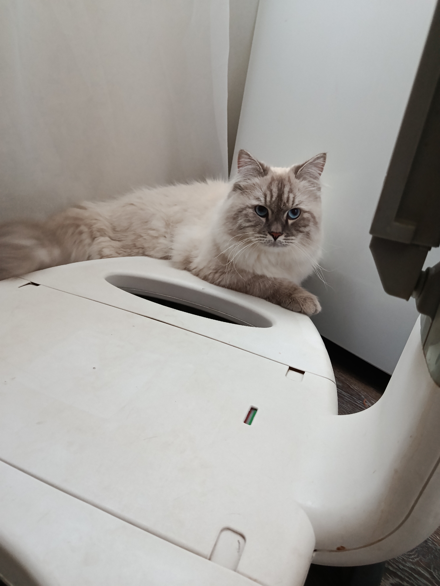 A fluffy, light-colored cat with blue eyes is lying on top of a white, possibly plastic, object. The cat's fur is long and appears to be a mix of cream and light brown. The object the cat is resting on is curved and has some visible seams and indentations. In the background, a white curtain or fabric is visible to the left, and a light-colored wall or large appliance is to the right. The floor appears to be made of wood planks. The overall setting suggests an indoor environment. The image does not provide any information about the city of Shishkin Les, Russia.