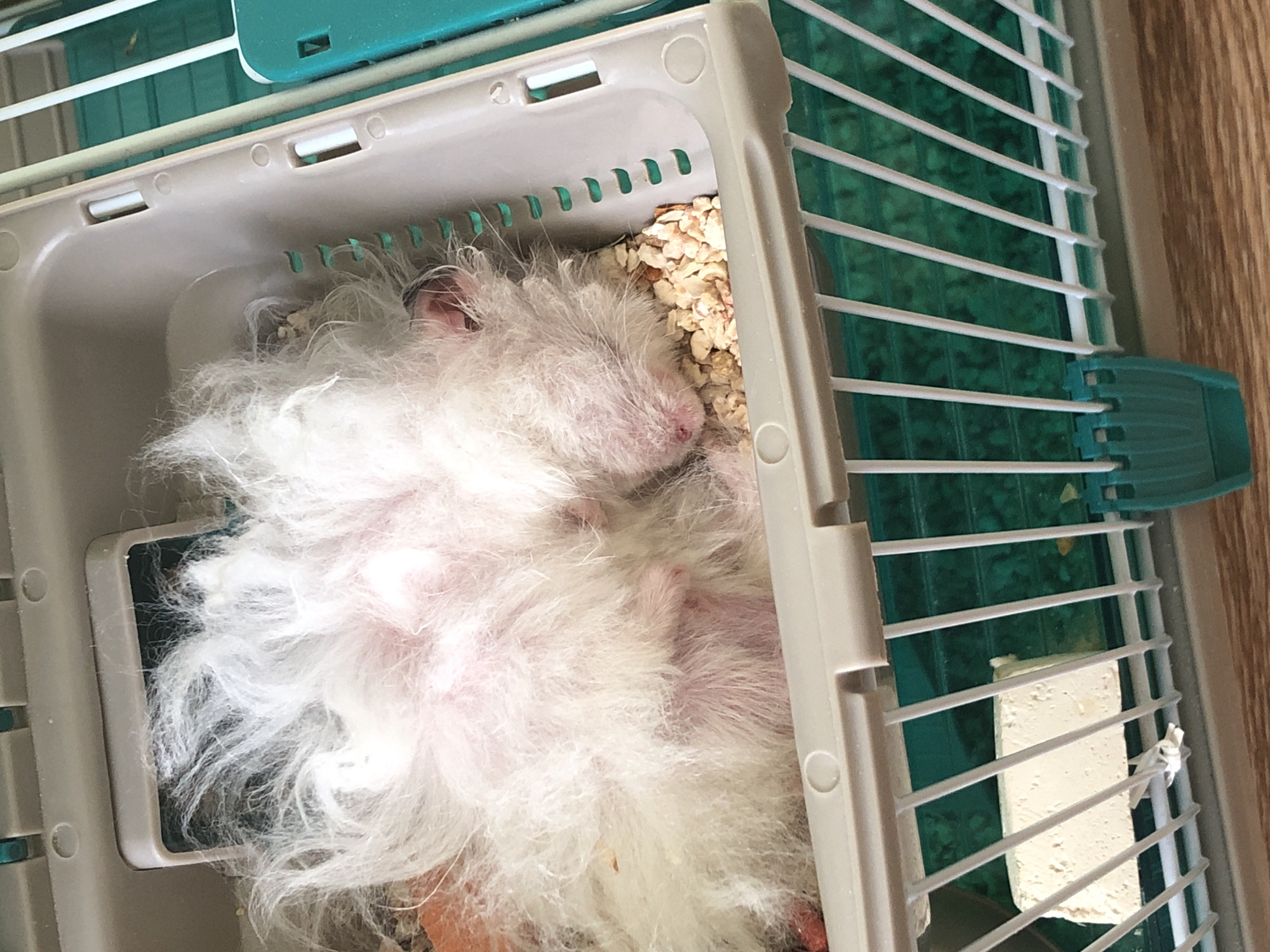 The image shows a white guinea pig sleeping in a cage. The guinea pig is curled up and appears to be covered in bedding material. The cage is made of plastic and wire, and it contains some food pellets. The floor of the cage is green. There is no information in the image that would allow for the determination of its location in the city of Solikamsk, Russia.