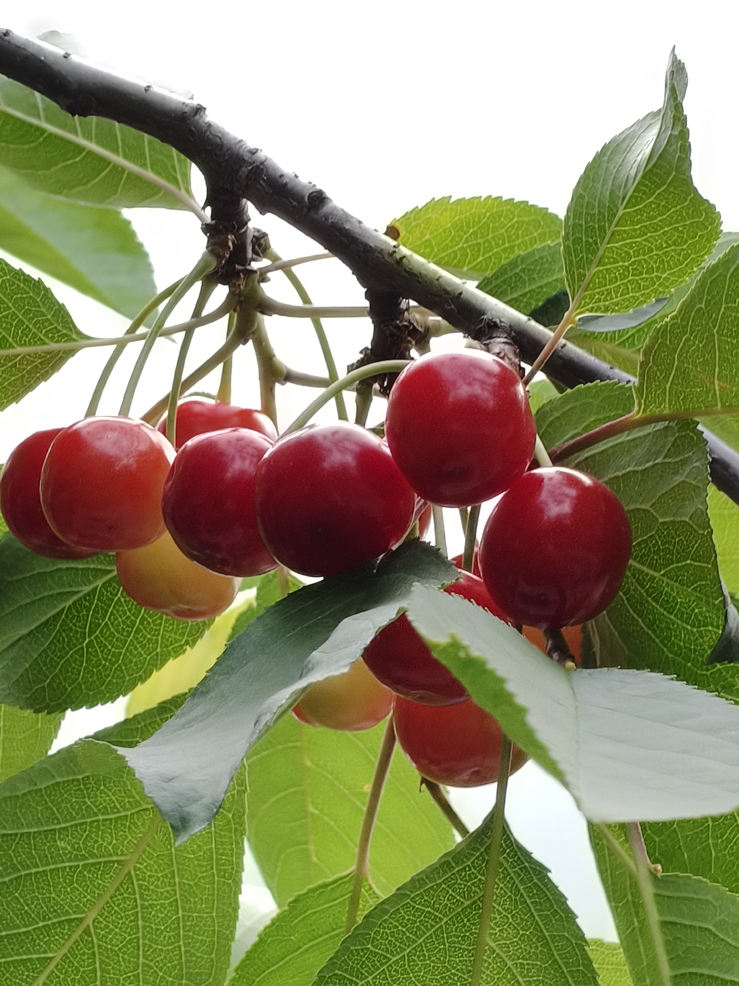 A close-up, low-angle shot captures a cluster of ripe cherries hanging from a dark, textured branch against a bright, overcast sky. The cherries are a vibrant red, with some showing hints of yellow suggesting they are in the process of ripening. They are plump and round, with a glossy sheen. Several green leaves with prominent veins surround the fruit, some partially obscuring the cherries. The scene appears to be outdoors, likely in a garden or orchard, given the presence of a fruit-bearing tree. There are no people or animals visible in the image. The overall impression is one of natural abundance and the freshness of a summer harvest. The location is identified as Kryvyi Rih, Ukraine.