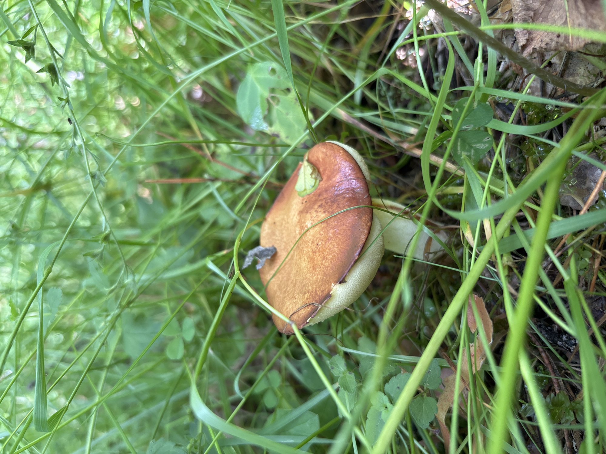 A close-up, eye-level shot captures a single mushroom growing amidst lush green grass and foliage. The mushroom's cap is a rich, warm brown with a lighter edge, and a small piece of debris rests on its surface. The stem is pale and slender, partially obscured by the surrounding vegetation. The environment appears to be a natural outdoor setting, possibly a park or wooded area, with the background blurred, creating a bokeh effect of green and light, suggesting dappled sunlight filtering through trees. The scene is devoid of any human presence. The location is specified as Korodovo, Russia, though this detail cannot be visually verified from the image itself.