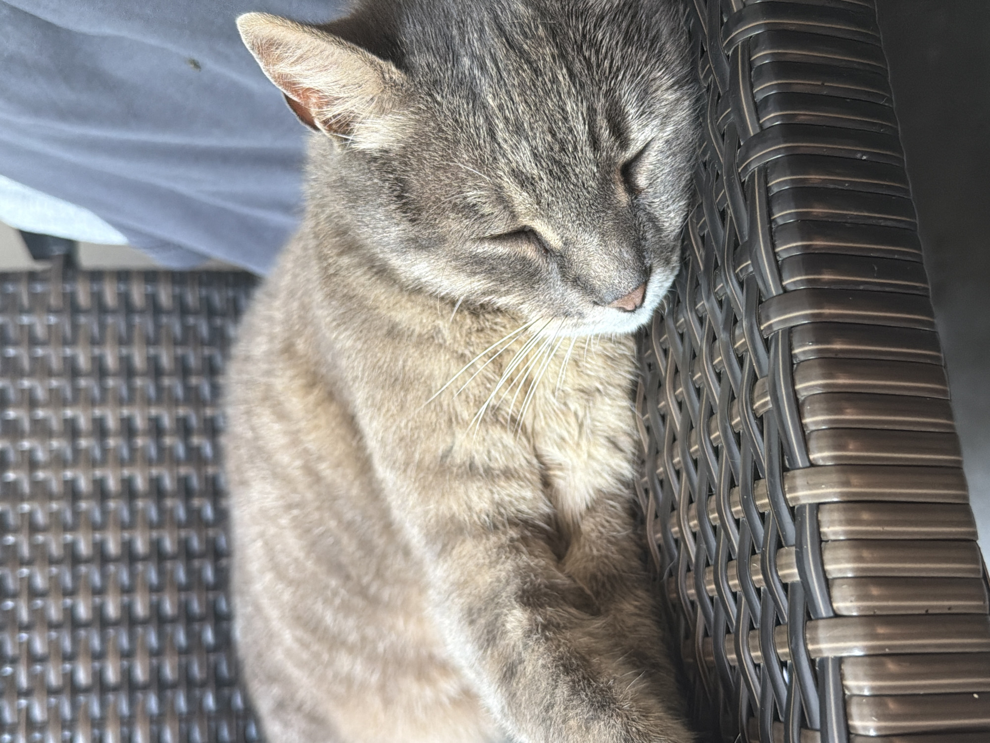 A gray tabby cat sleeps on a wicker chair in Prosena, Bulgaria. The cat is curled up with its eyes closed and its head resting on the chair. The wicker chair is dark brown and has a woven pattern. A gray blanket is visible in the background.
