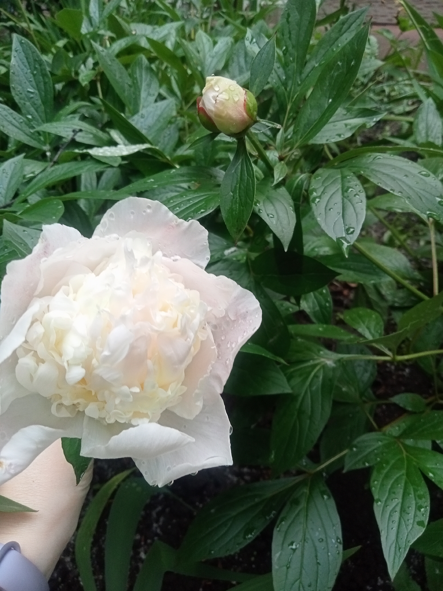 A close-up vertical shot displays two peony plants in an outdoor garden in Unknown, Unknown. In the lower-left, a fully bloomed peony presents a dense cluster of light pink and creamy white petals, heavily adorned with clear water droplets. A light-skinned human hand, with a segment of a light purple wristband visible, supports this large flower from beneath. Above and to the right, an unbloomed peony bud, light green at its base transitioning to a pale pink apex, also bears multiple water droplets. The background and midground are filled with numerous dark green, ovate leaves from peony plants, all glistening with water droplets. Dark, damp soil is intermittently visible between the foliage, suggesting recent precipitation.
